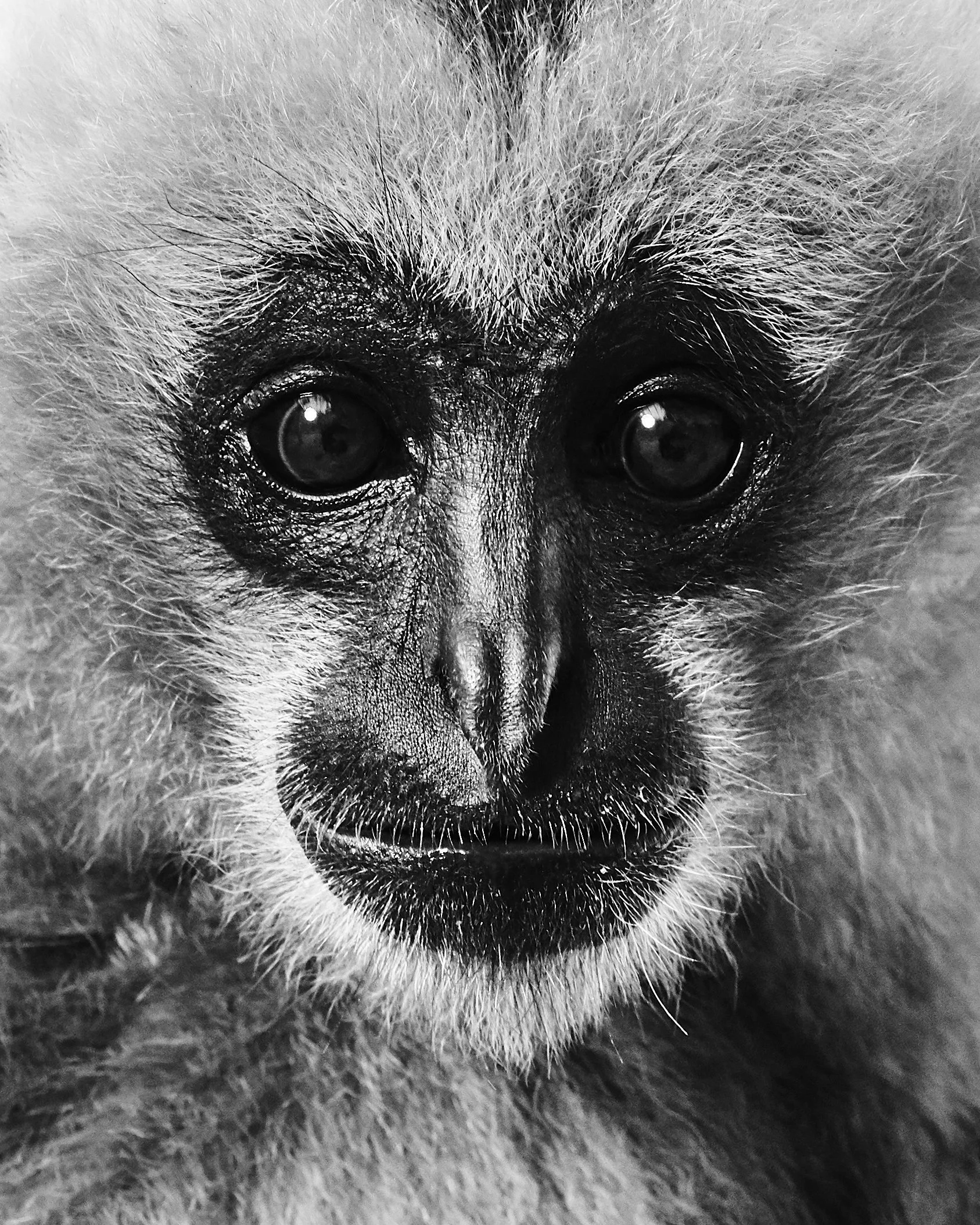 Pepper, Northern White-Cheeked Gibbon; Gibbon Conservation Center, Santa Clarita, CA (2019)