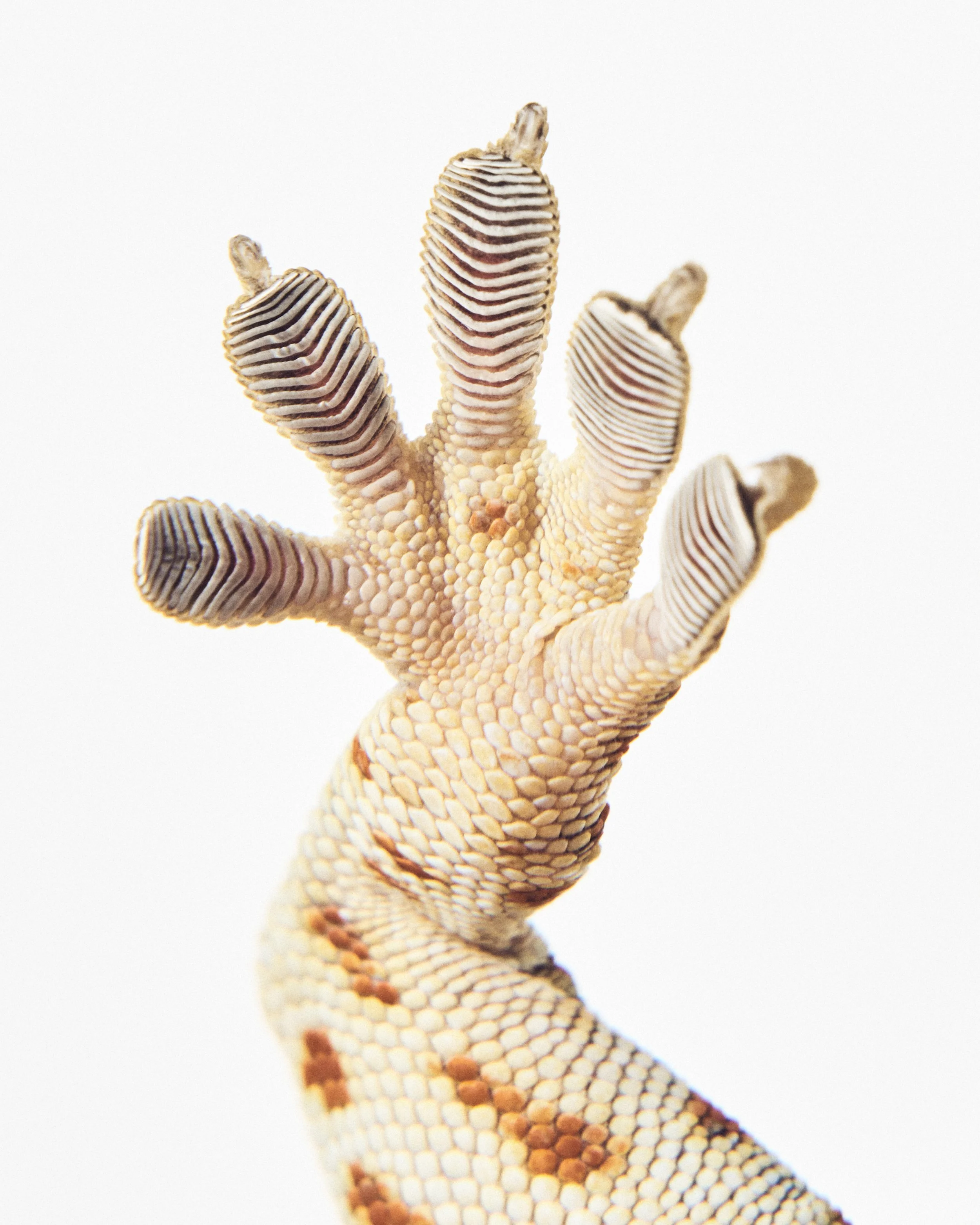 Tokay Gecko Hand; Holifield Science Center, Plano, TX (2024)
