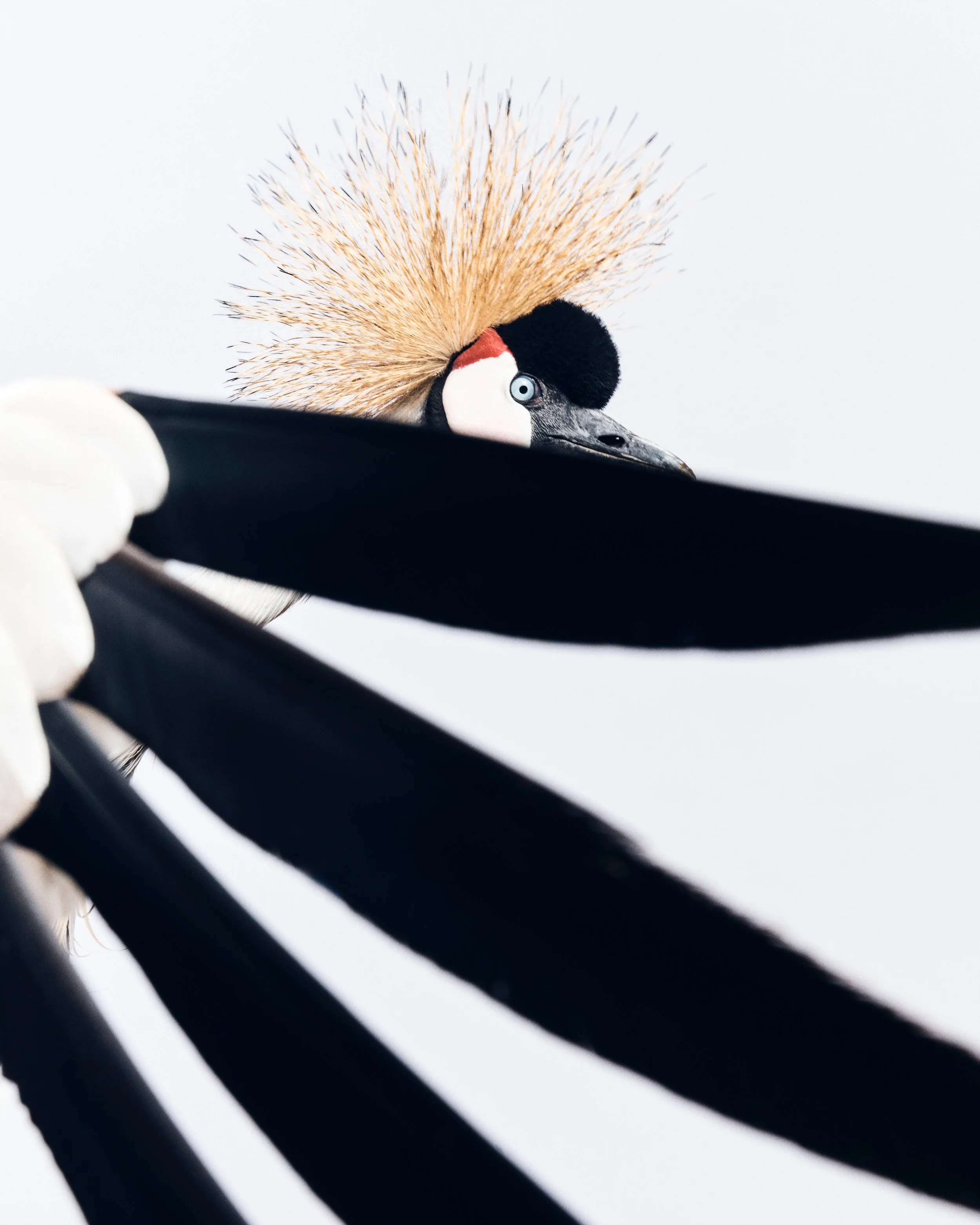 Teacup, Grey-Crowned Crane, Left; Avian Behavior, Escondido, CA (2025)