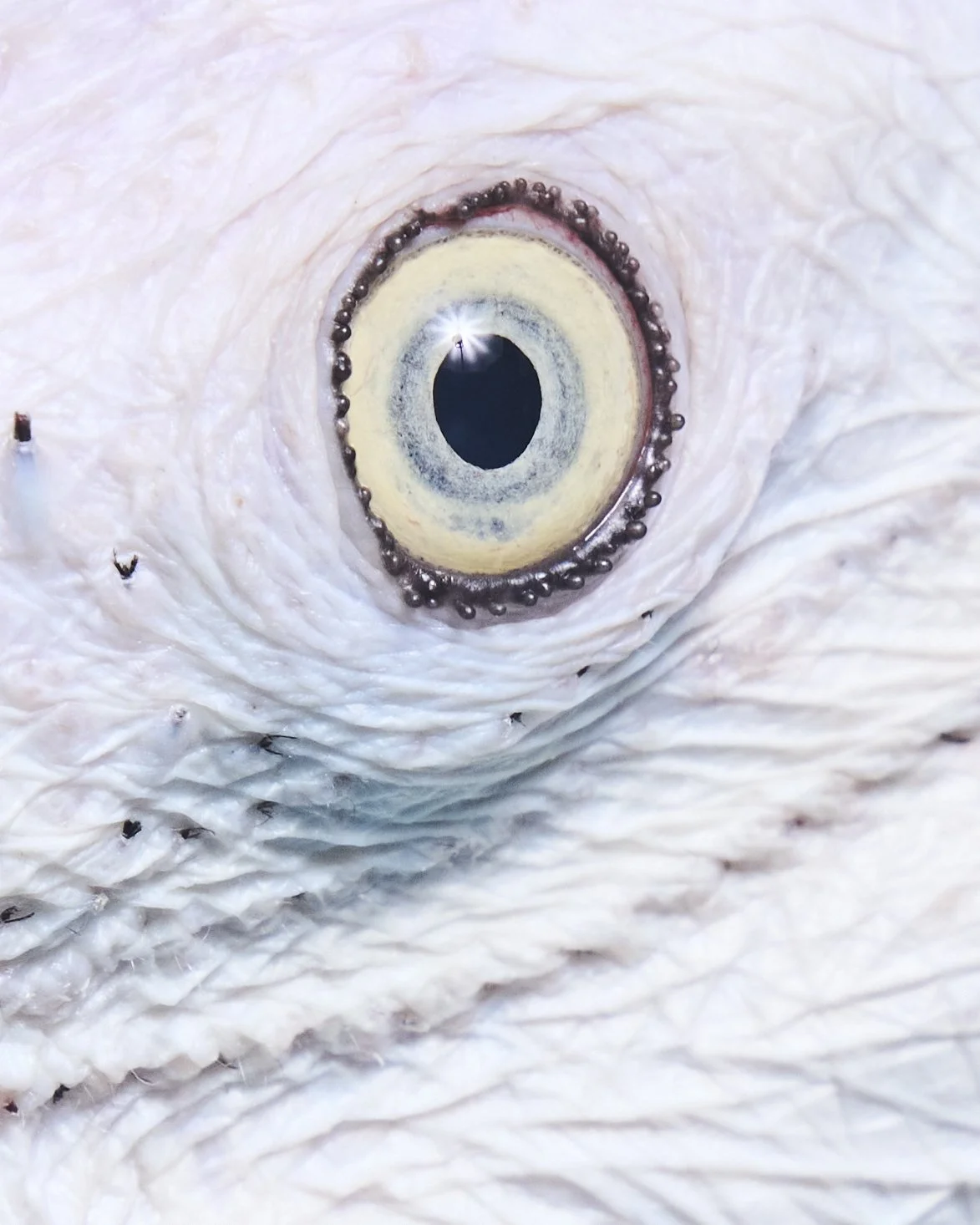 Foster Parrots, Hope Valley, RI (2021)