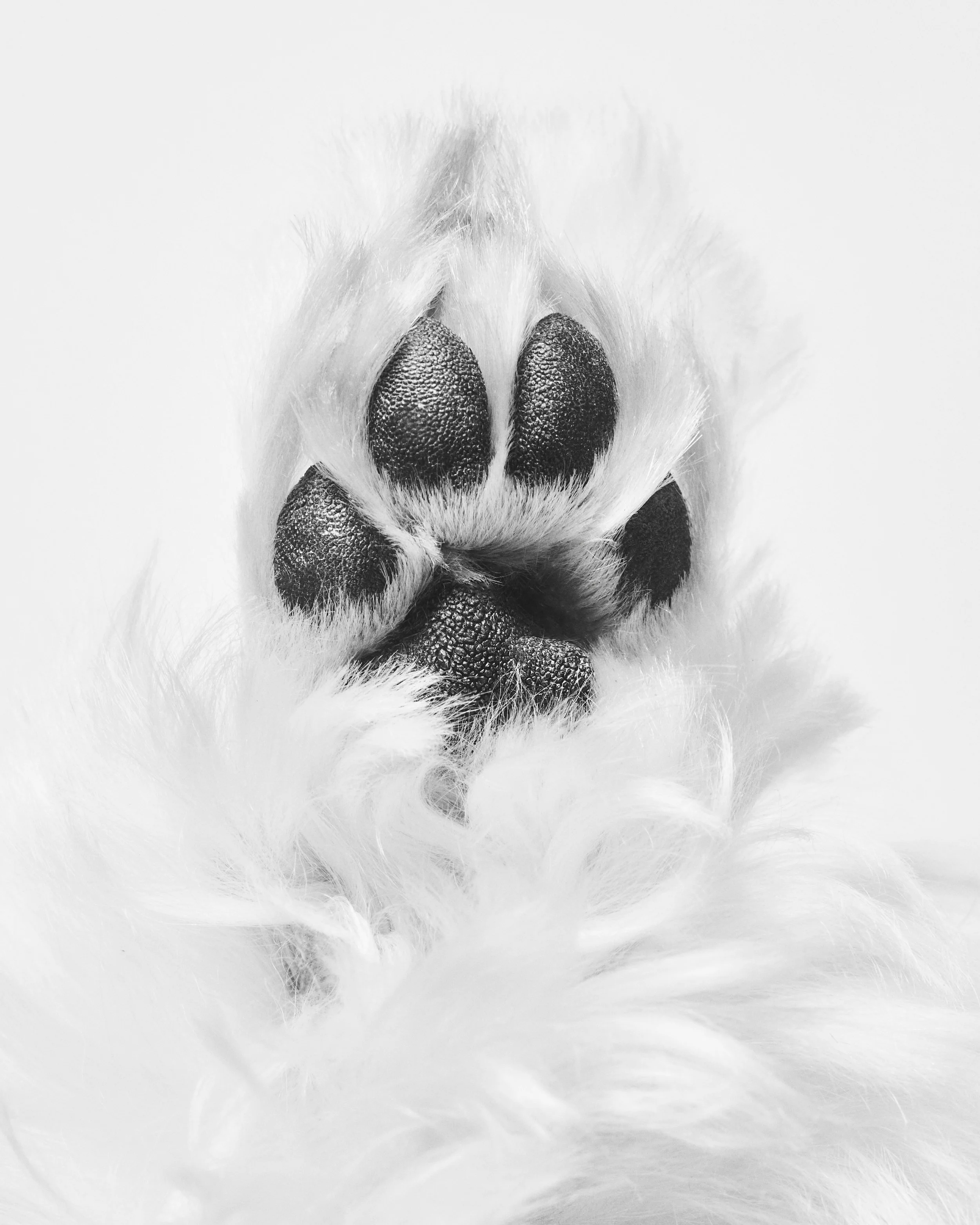 Dog Paw; Los Angeles, CA (2023)