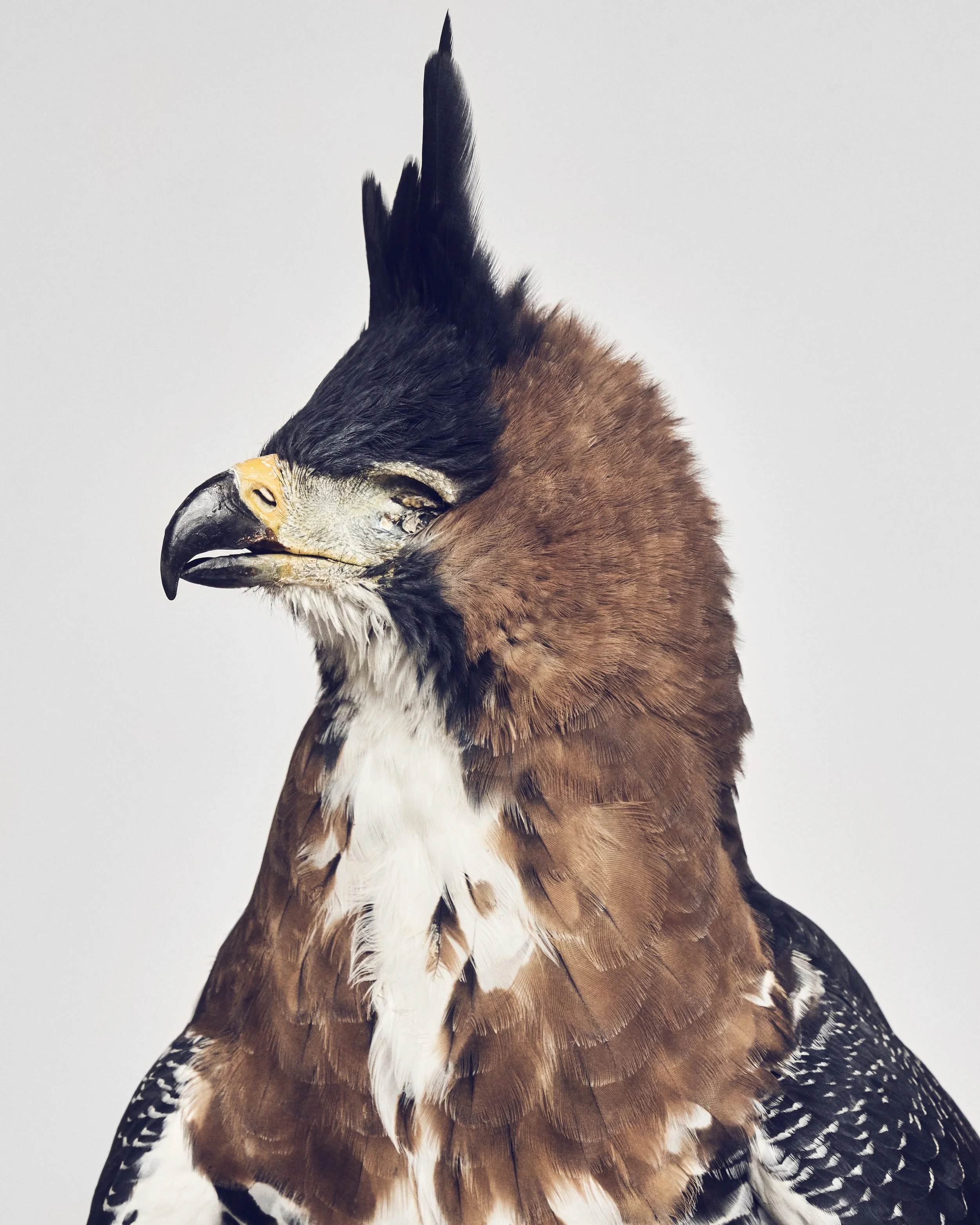 Ornate Hawk Eagle,Right; Avian Behavior, Escondido, CA (2022)