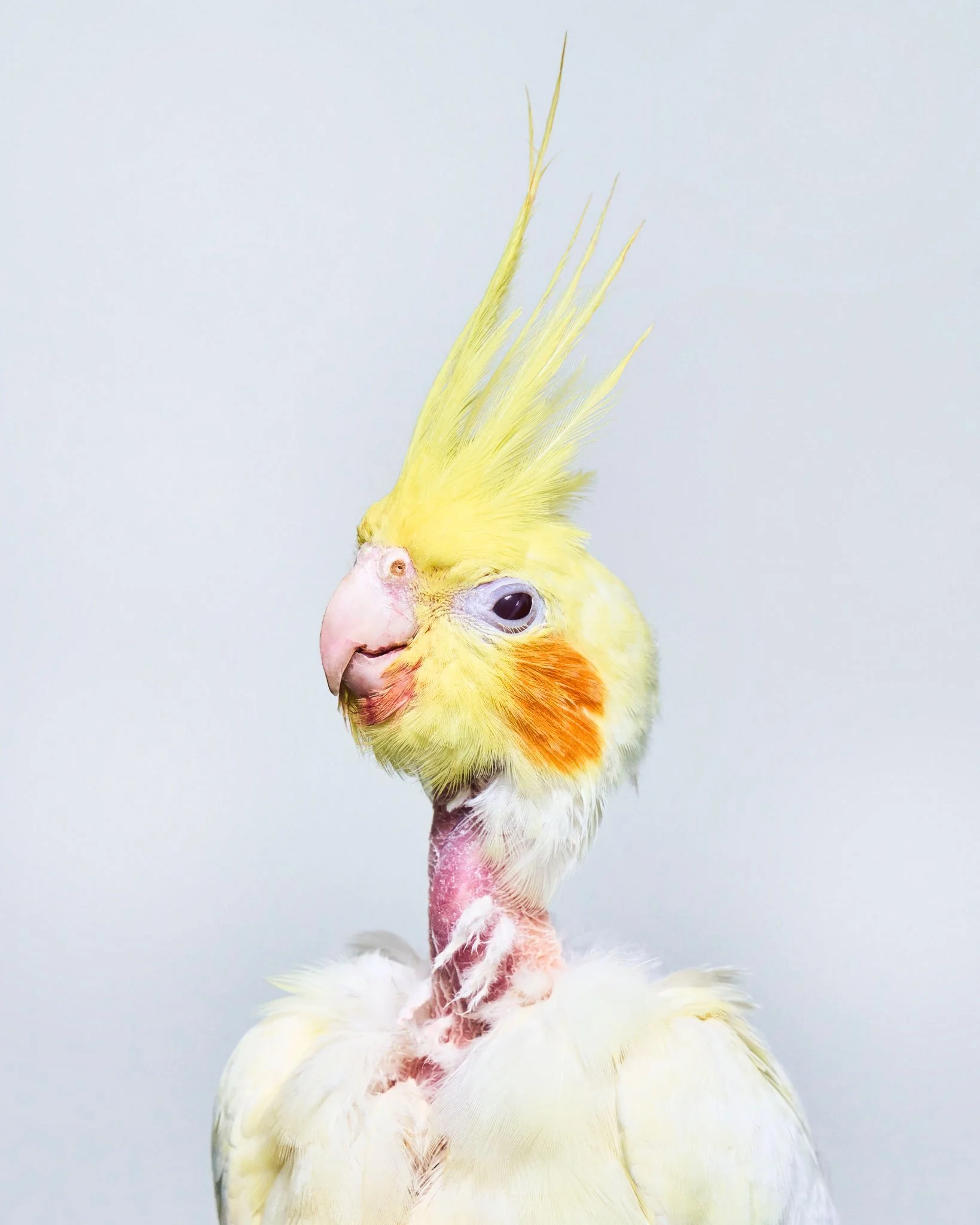 Spunky, Lutino Cockatiel; Foster Parrots, Hope Valley, RI (2021)