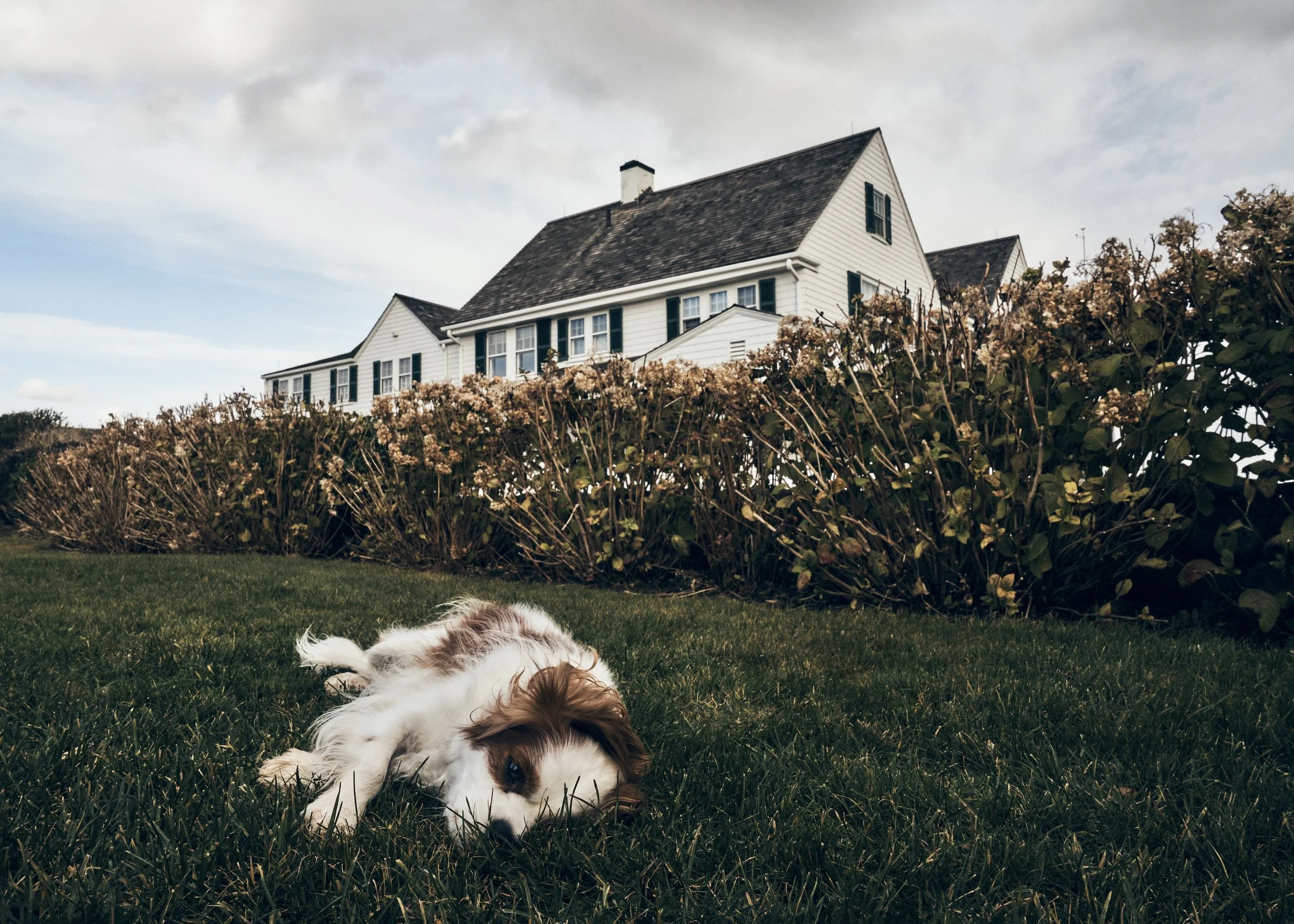 Ethel Kennedy’s dog, Rascal; Hyannis Port, MA (2024)