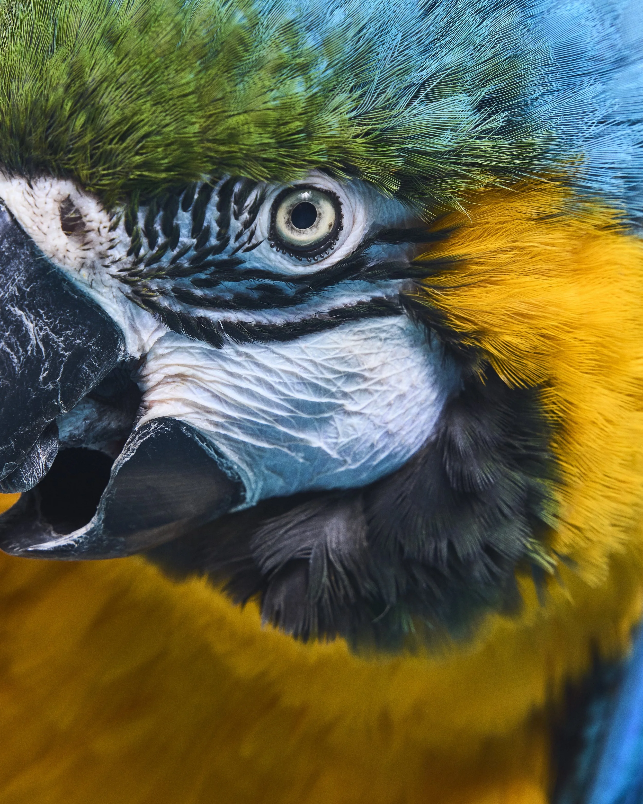 Lightning, Blue & Gold Macaw; Foster Parrots, Hope Valley, RI (2021)