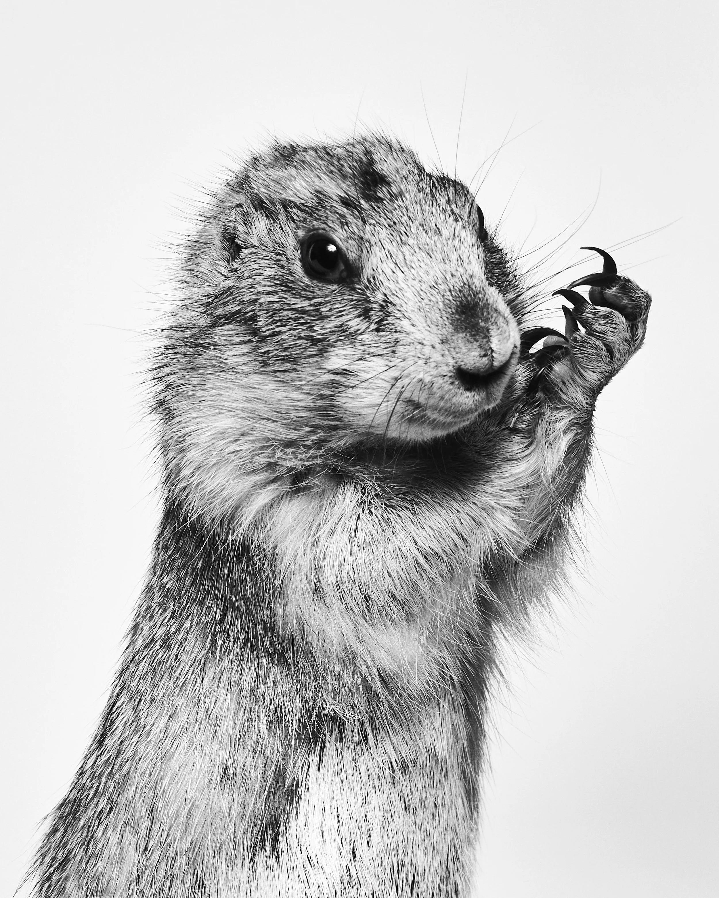 Hamlet, Prairie Dog; Holifield Science Center, Plano, TX (2022)