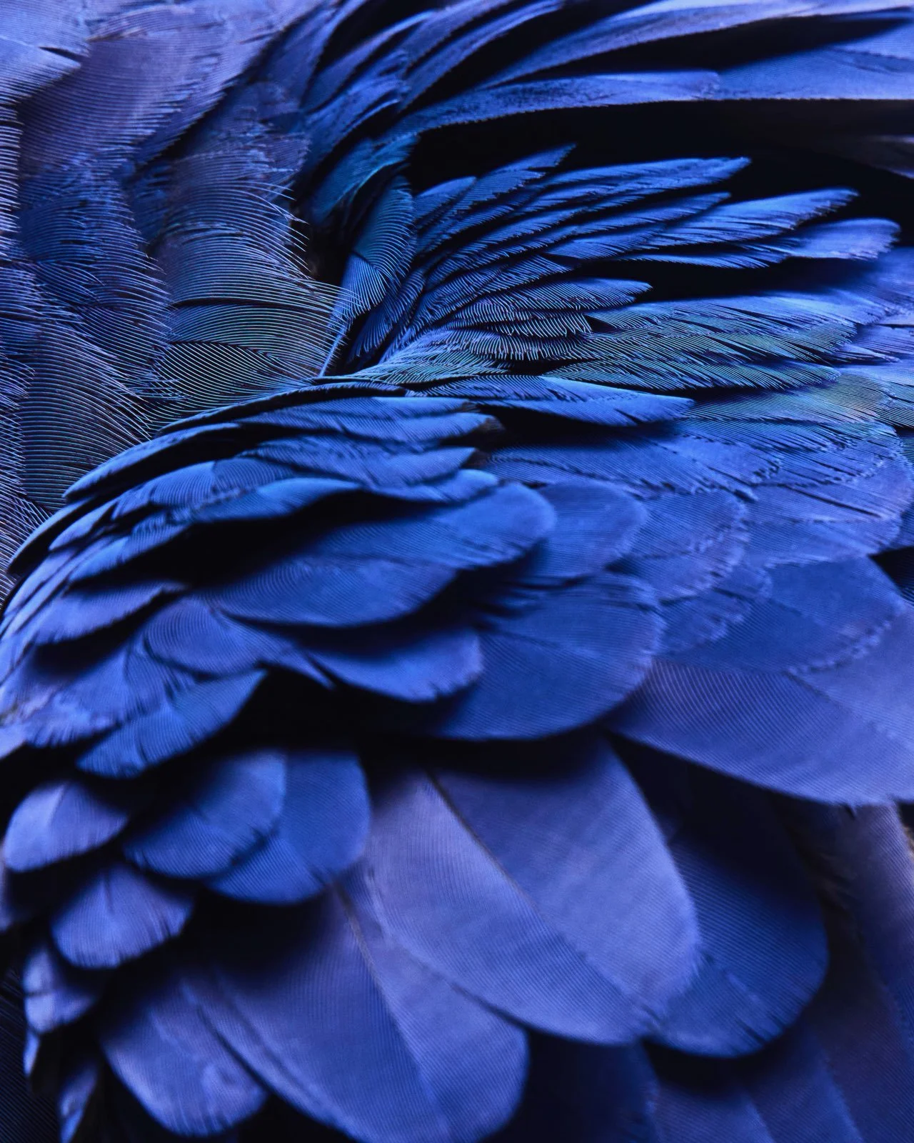 Daisy Mae, Hyacinth Macaw; Foster Parrots, Hope Valley, RI (2021)