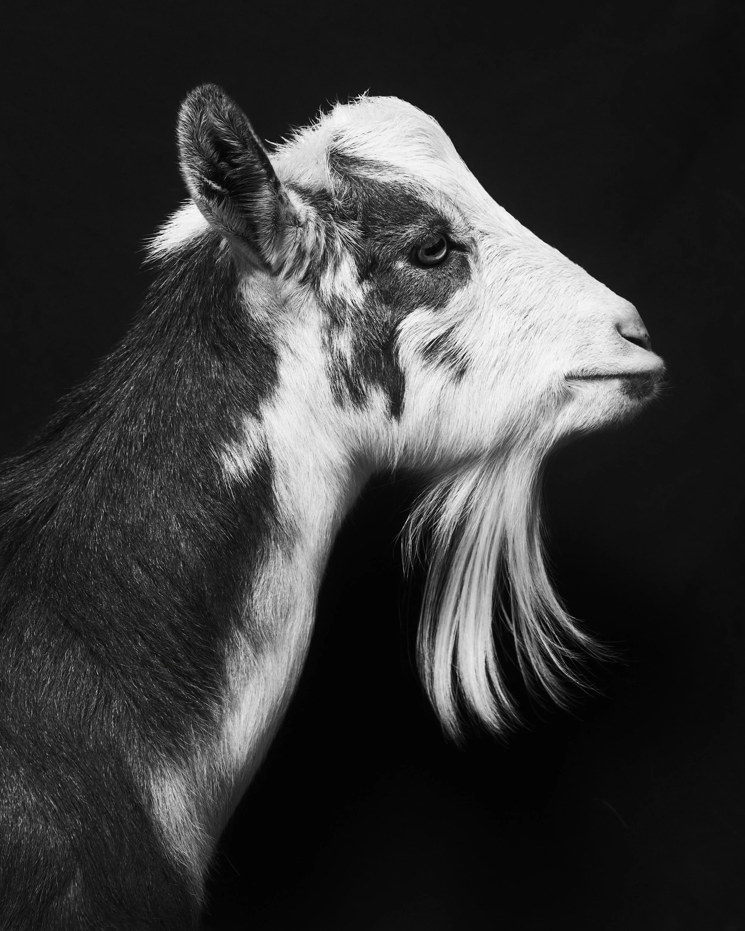 Cookie, Goat; Love Always Animal Sanctuary, Sun Valley, CA (2022)
