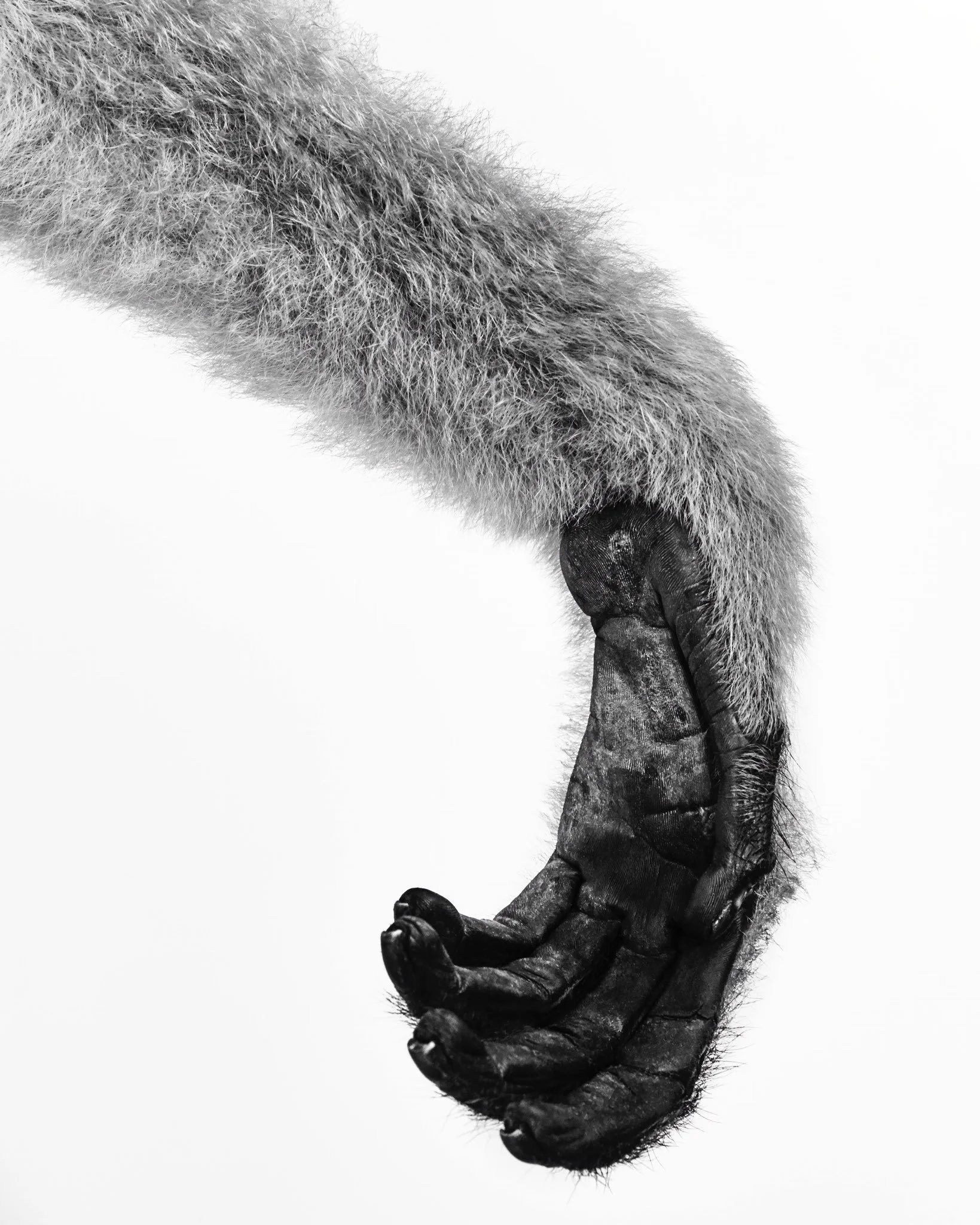 Pepper’s hand, Northern White-Cheeked Gibbon; Gibbon Conservation Center, Santa Clarita, CA (2019)