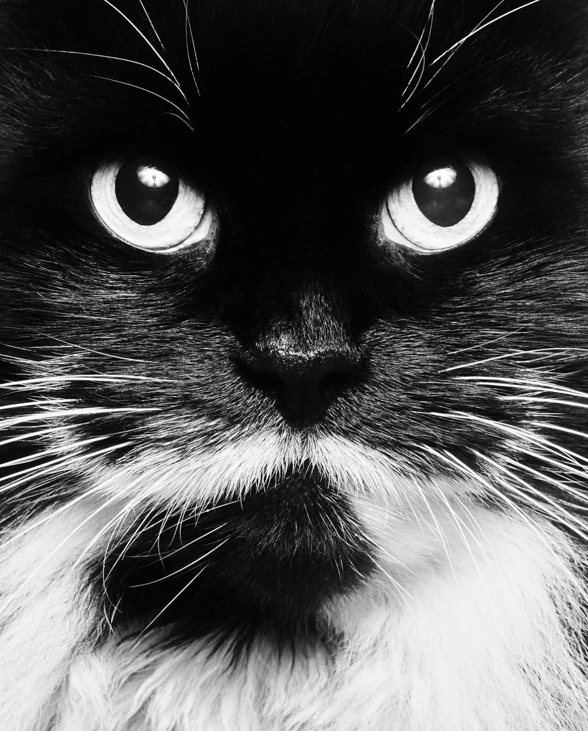 Tiny; Venice, CA (2022)