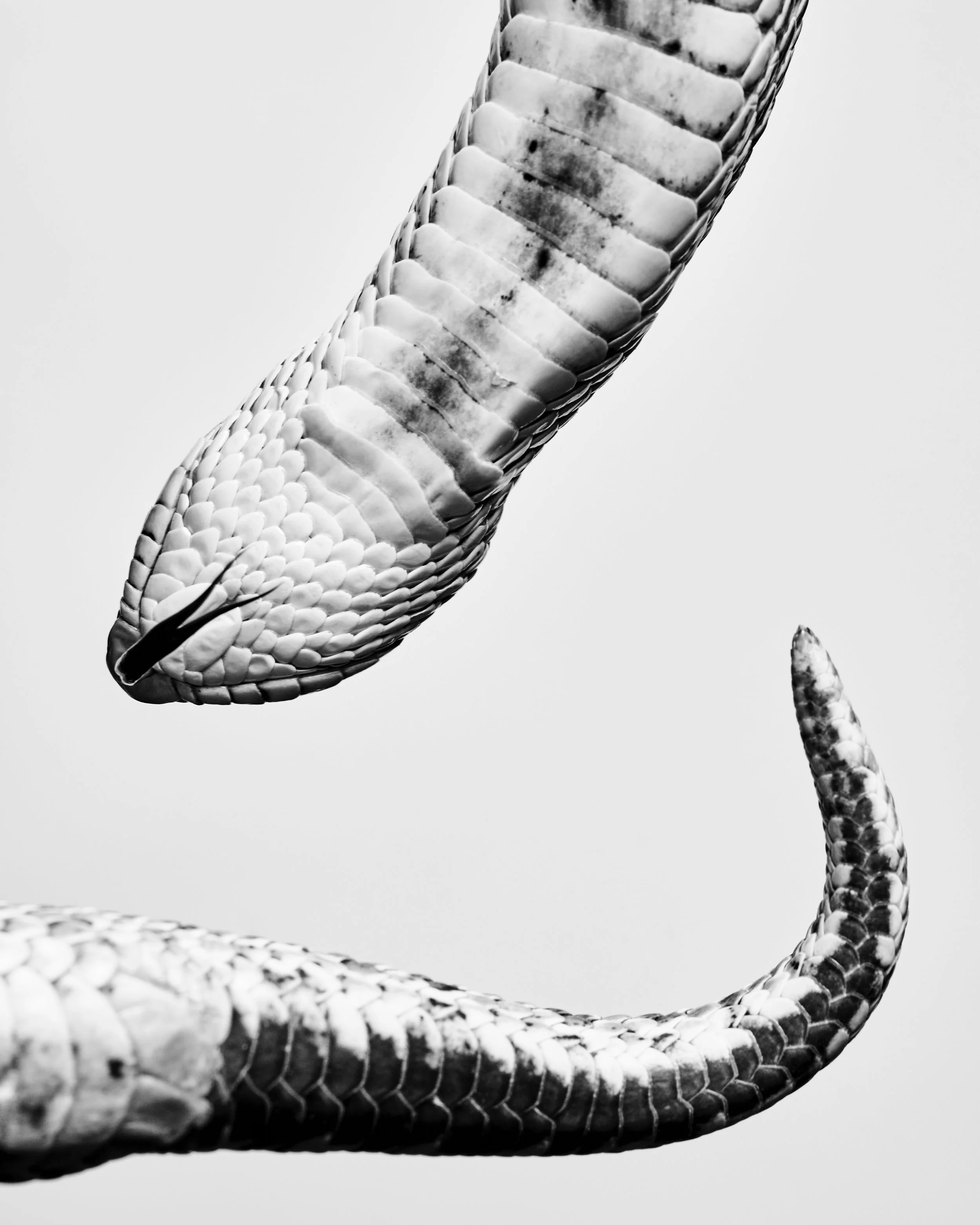 Nigel, Western Hognose Snake; Sweetbriar Nature Center, Long Island, NY (2023)