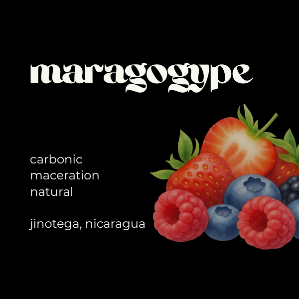 Maragogype Carbonic Maceration