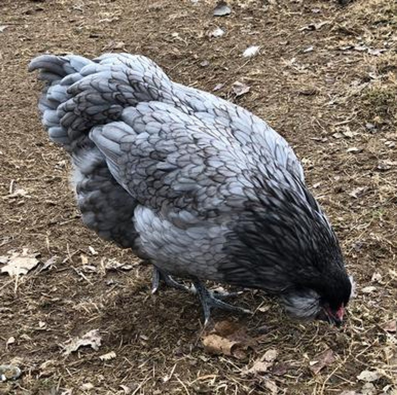 blue_ameraucana__53501__80203.jpg