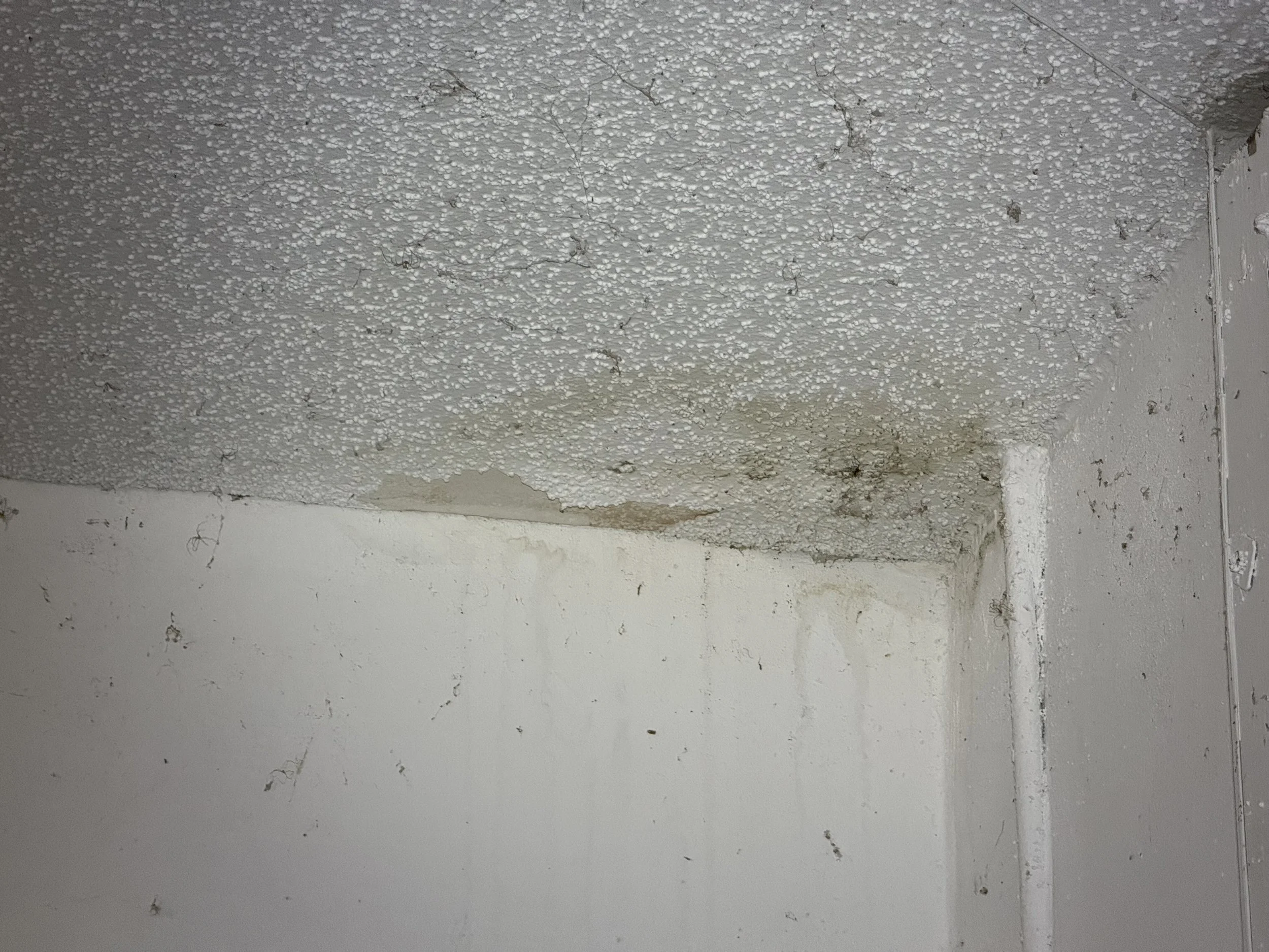 Interior ceiling mold and water staining from a roof leak