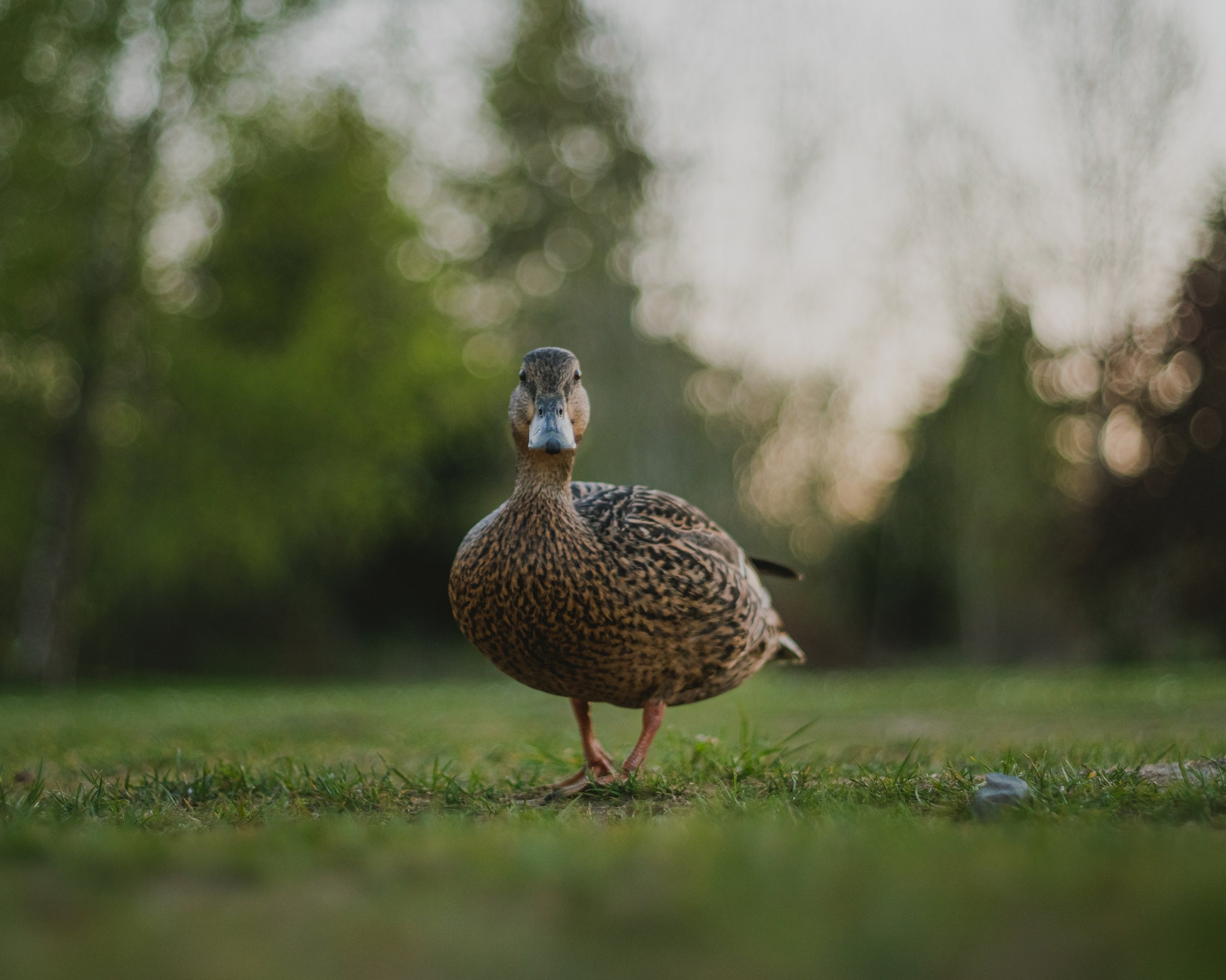 Duck.jpg