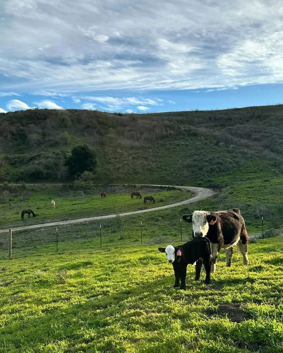 Even with the hardships of this season, we are so thankful for this view, animals and family. Our animals are living the dream! #seabowranch #cattle #horses #cowboylife