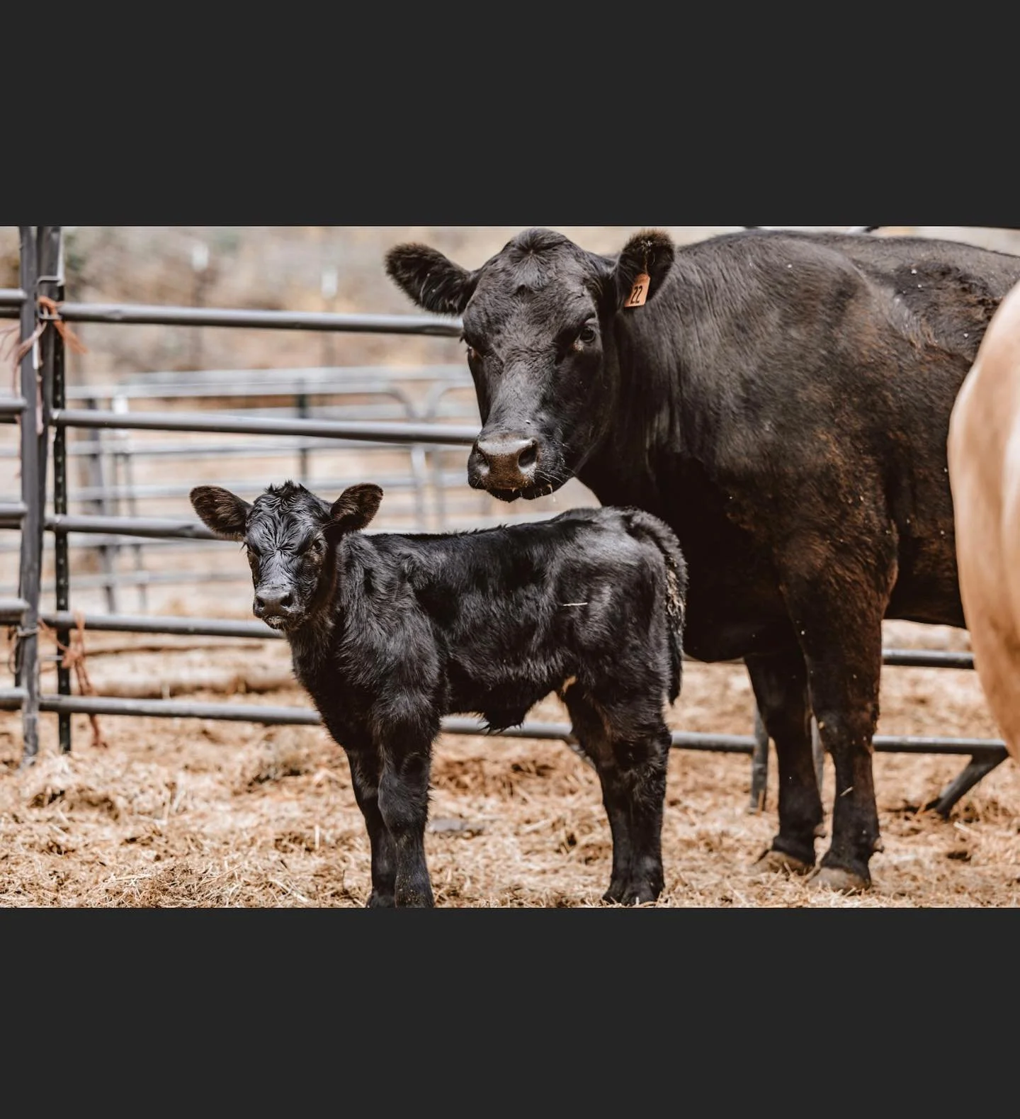 *ATTENTION 2024 FAIR KIDS* We are already starting to reserve and sell steers and heifers for next fair. If interested DM us to schedule a time to take a look. ✨🐮🎡 🥇✨ #showcattle #showsteer #venturacountyfair #4h #ffa #grange