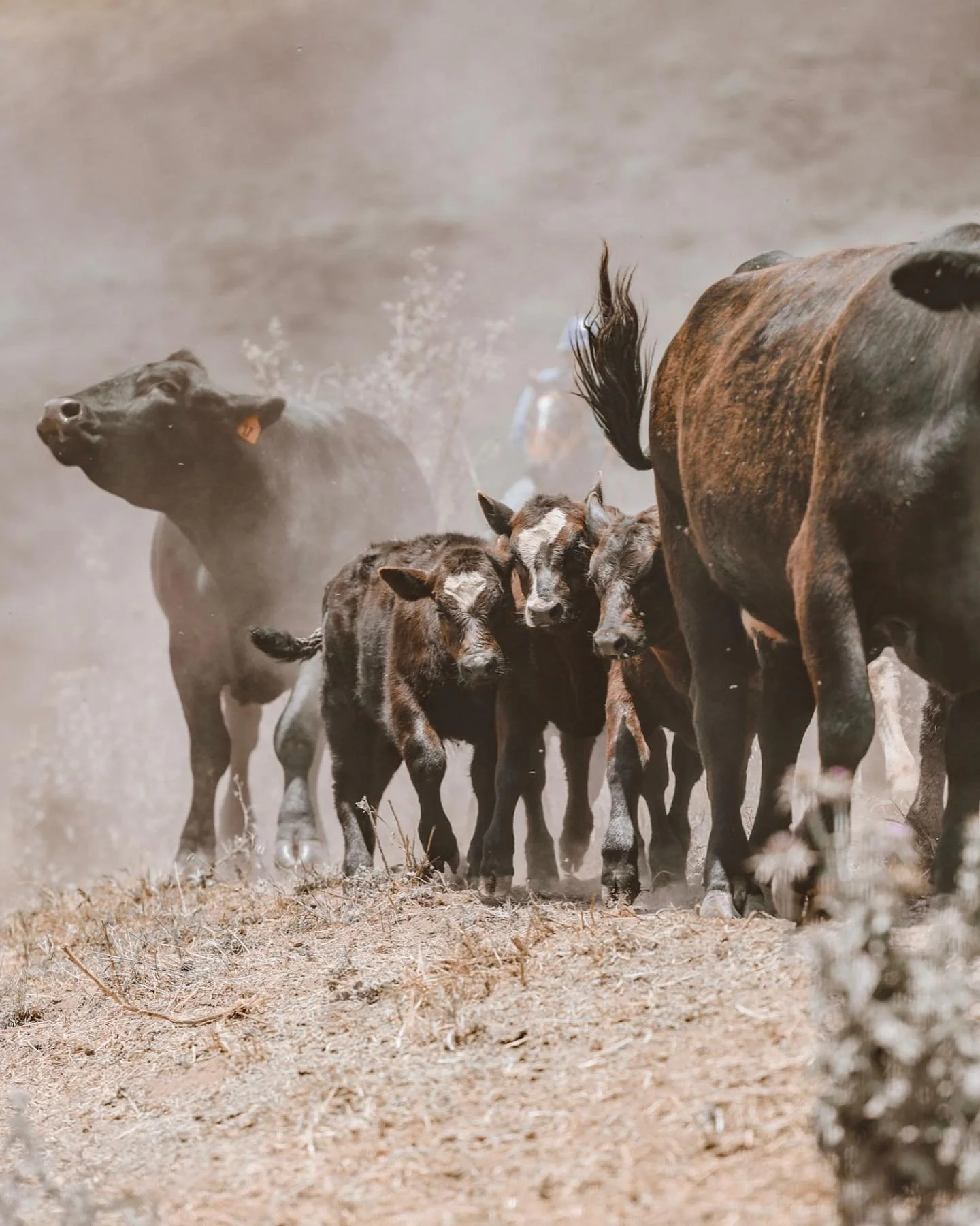 Home on the range 🐮 #showcattle #cattleranch