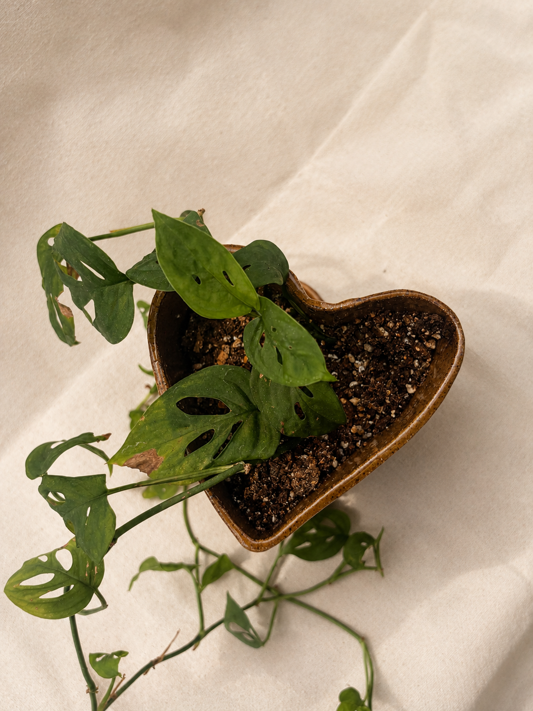 Heart plant 1.png