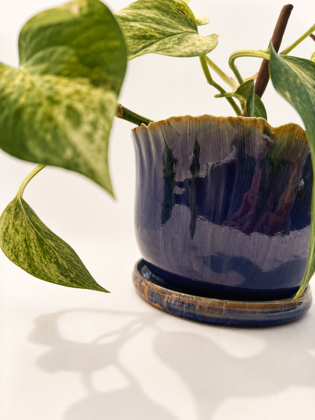 blue plant 1.png