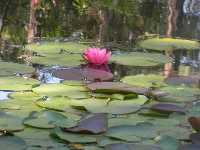 A pink water lily blooming on a pond with green lily pads.