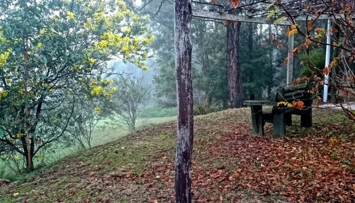 A wooded outdoor area with a small hill, trees, and fallen leaves on the ground. There is a bench and a small table under some trees. Might be early morning or after rain as the scene appears misty.