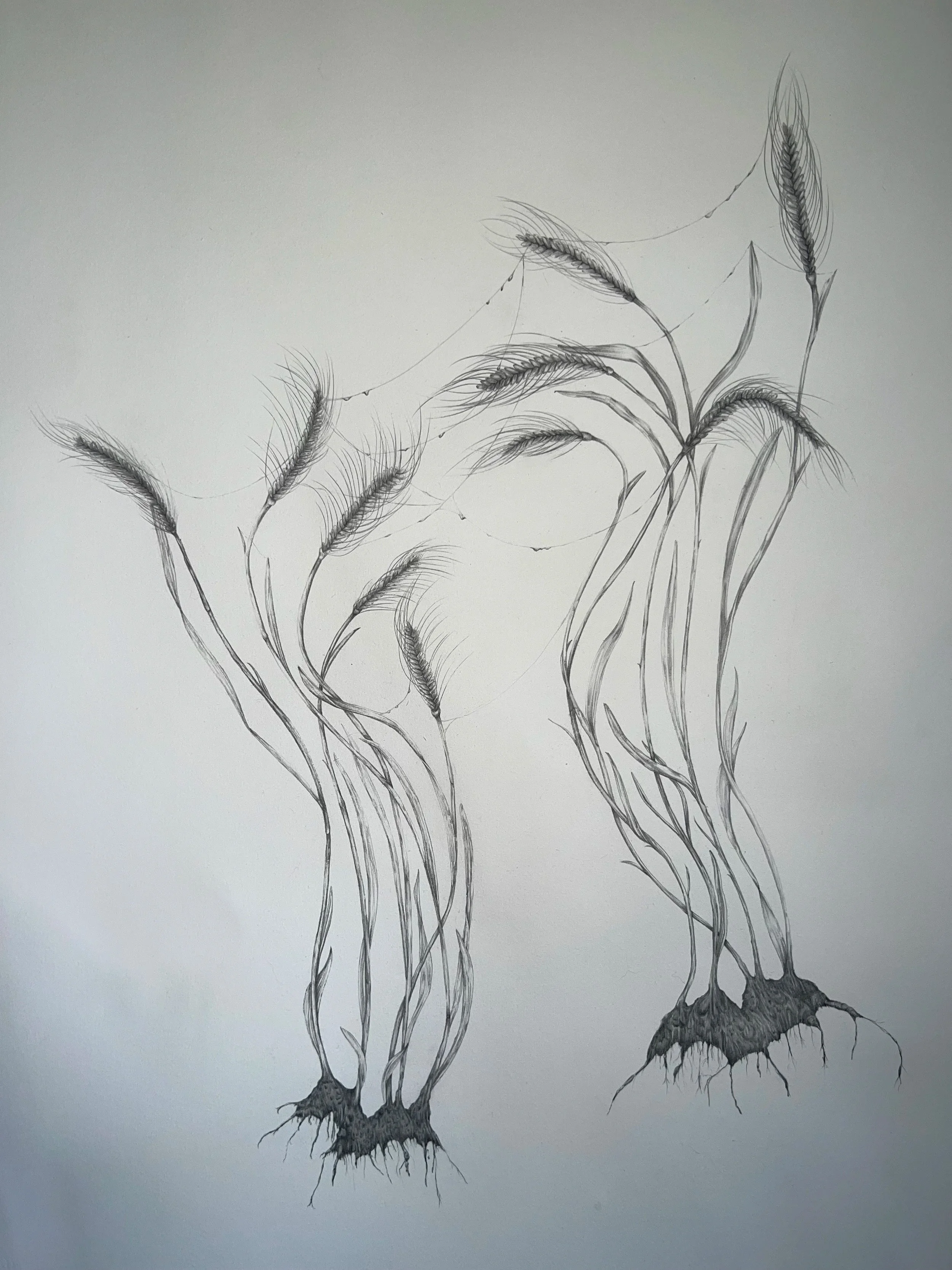 Graphite pencil on paper