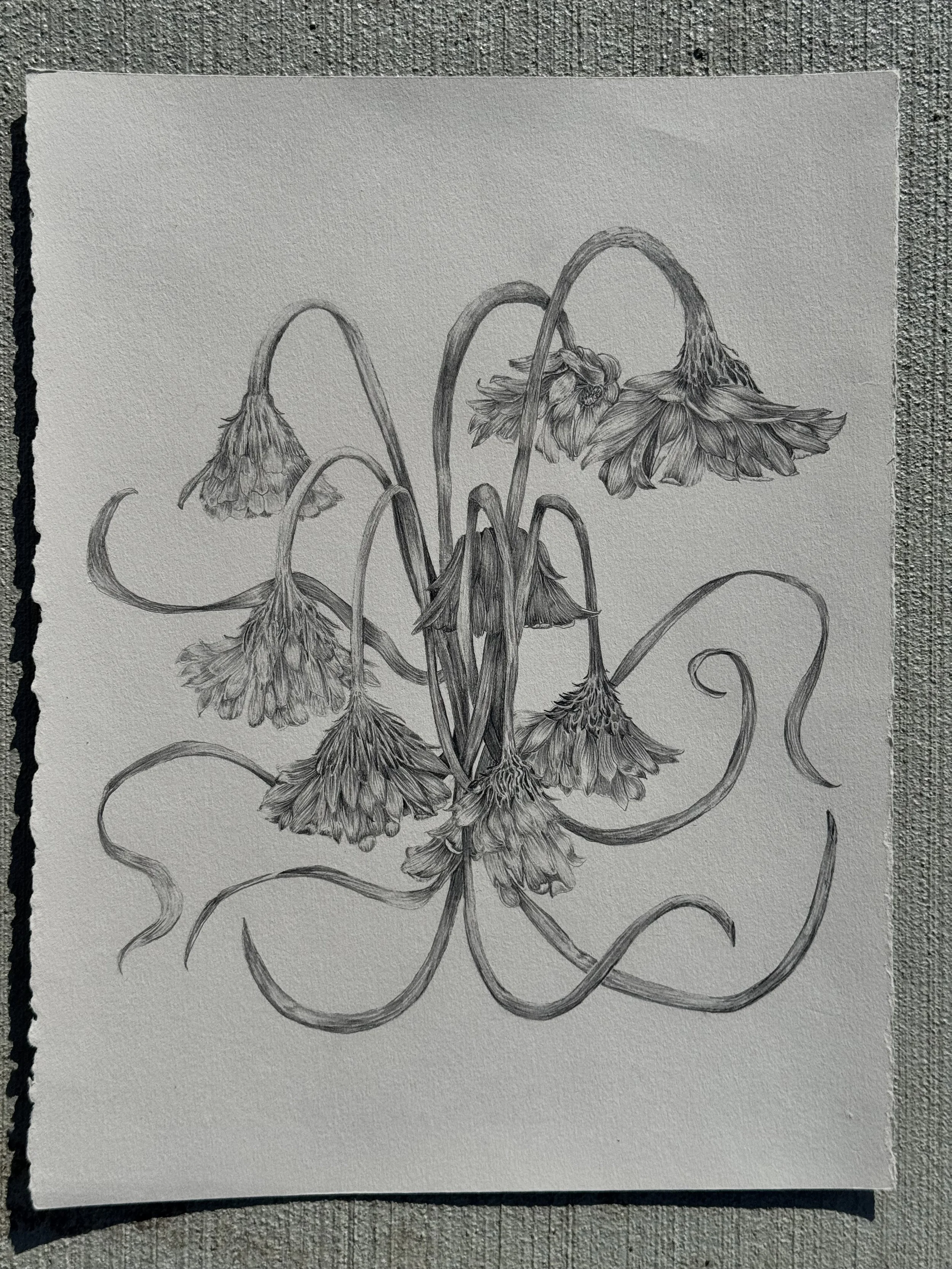 wilt, 26 cm x 33.5 cm, 2026