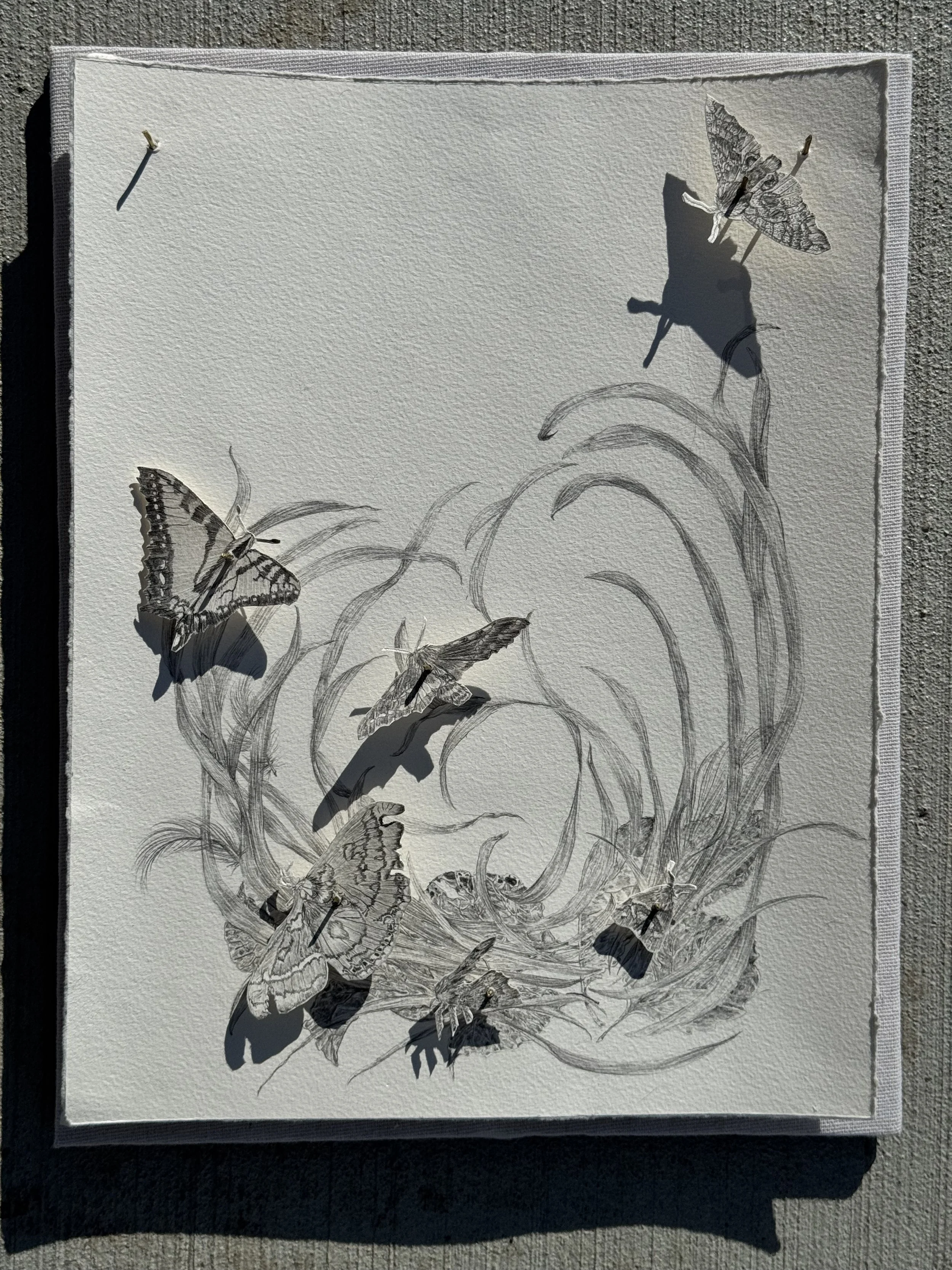 wither, 26 cm x 33.5 cm