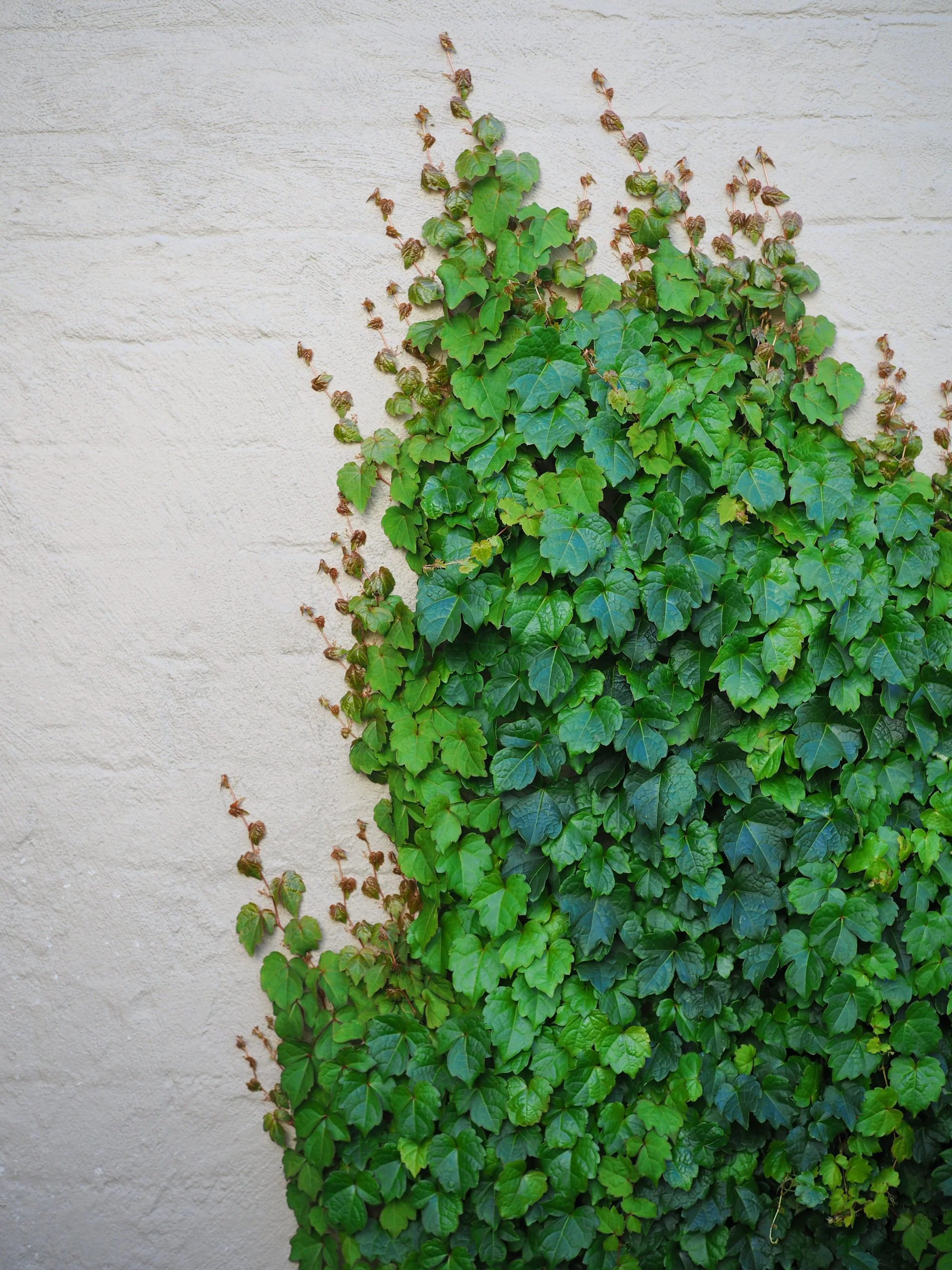Tyler-Garden-Boston-Ivy.jpg