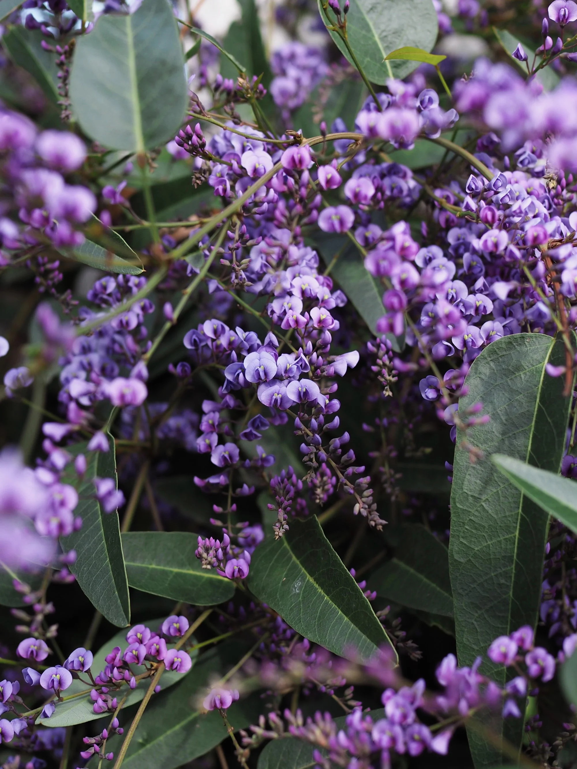 Landscape-Design-Hardenbergia.jpg