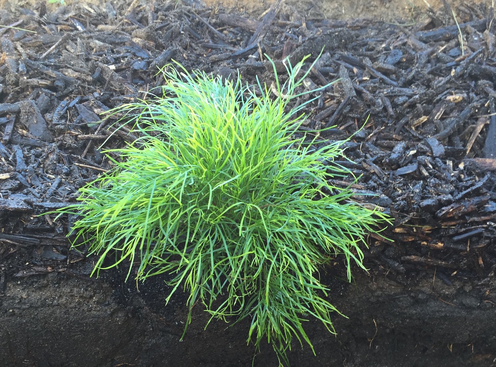 Aquamor Soil Blend