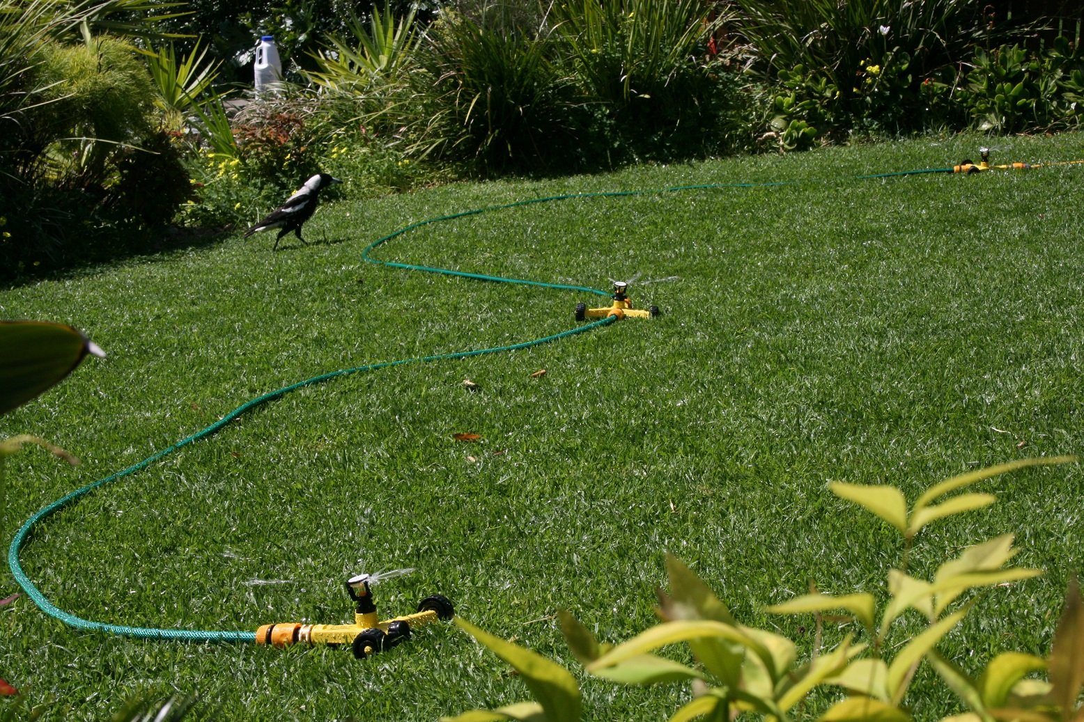 Lo-Flo Sprinkler