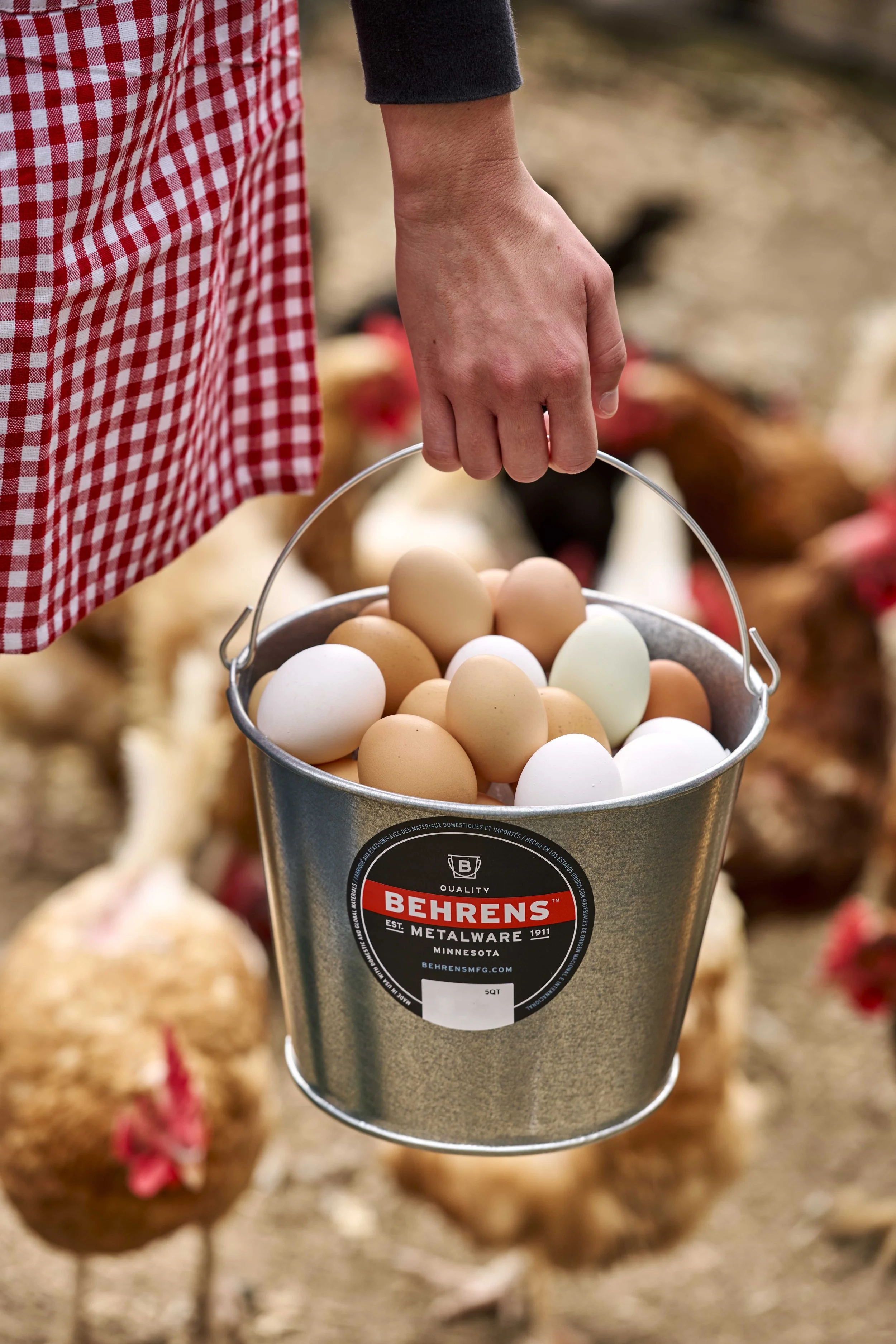 Person holding a metal bucket filled with brown, white, and light green eggs, outdoors with chickens in the background.
