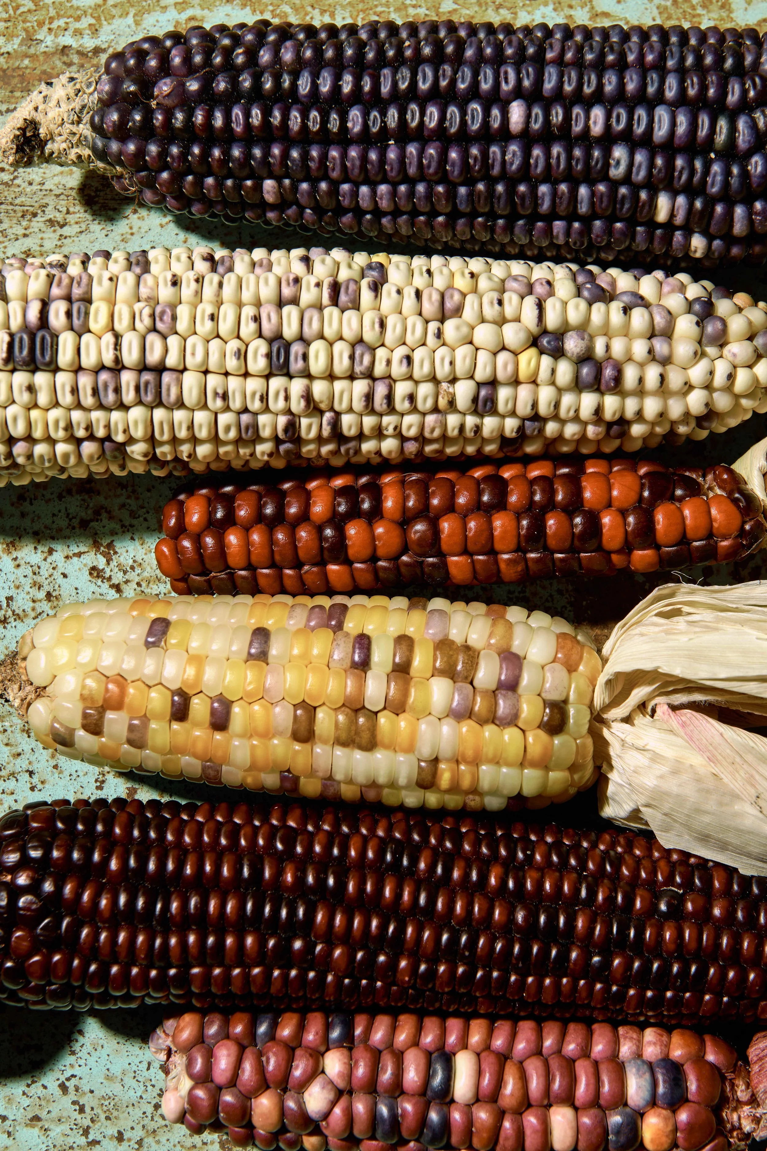 corn_635.JPG