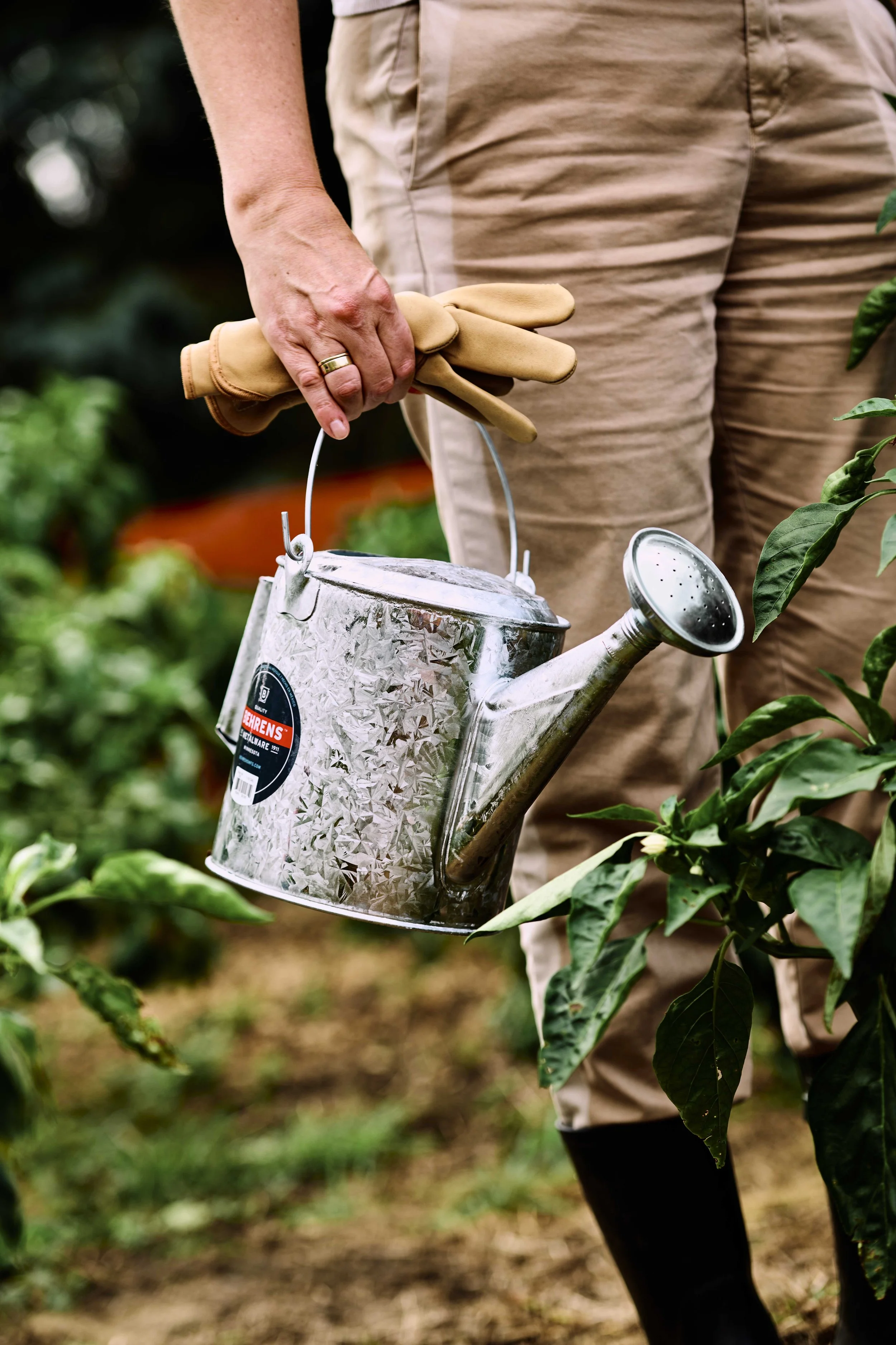 A person holding a metal watering can with a glove in hand, standing among green plants in a garden or farm setting.