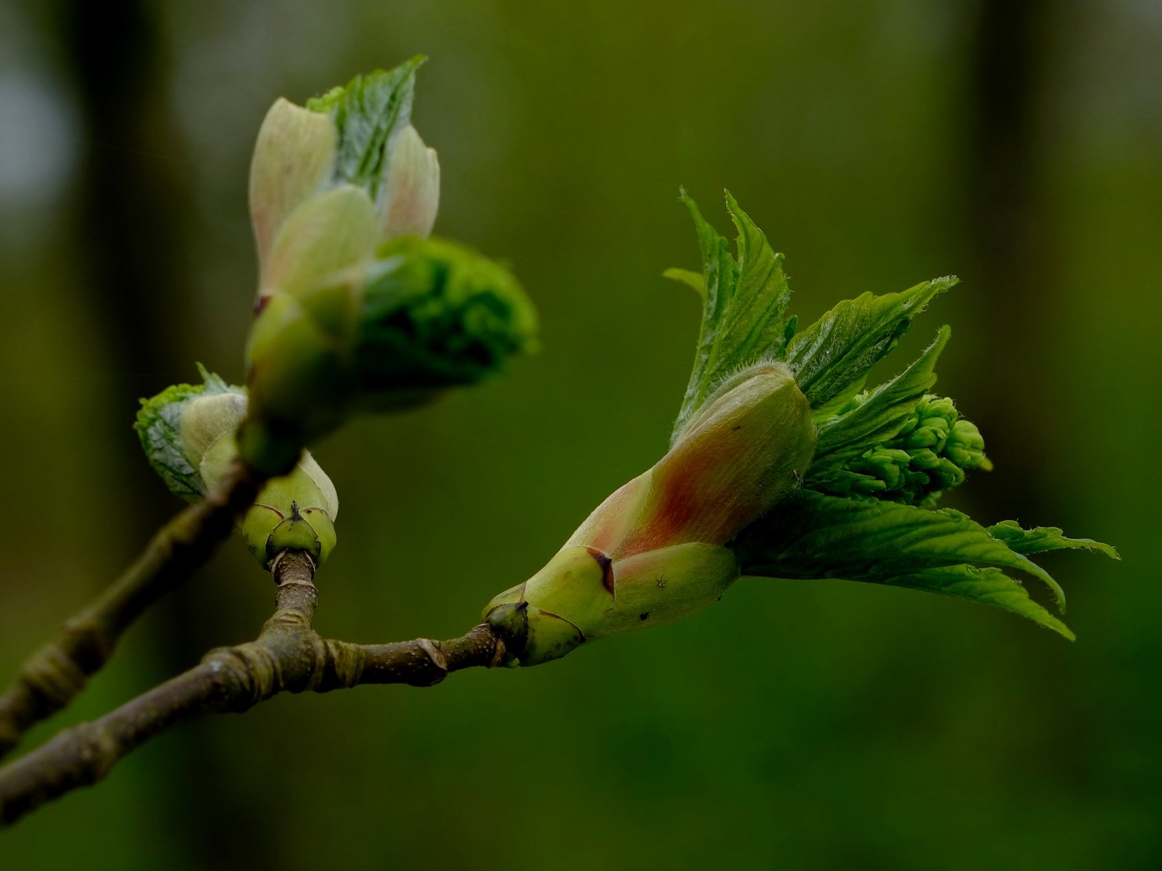 DSCF8179.jpg