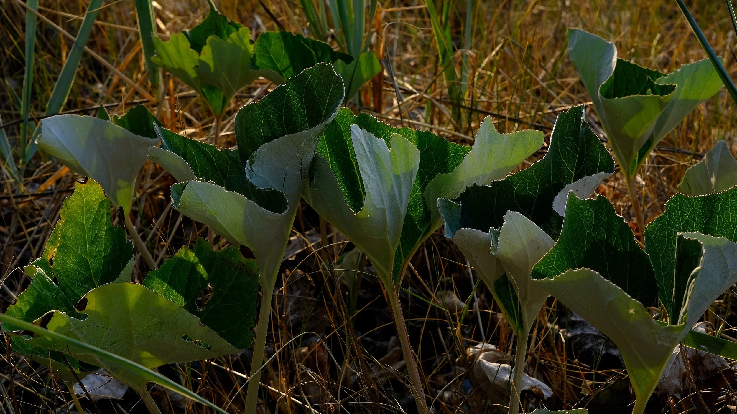 DSCF8640.jpg