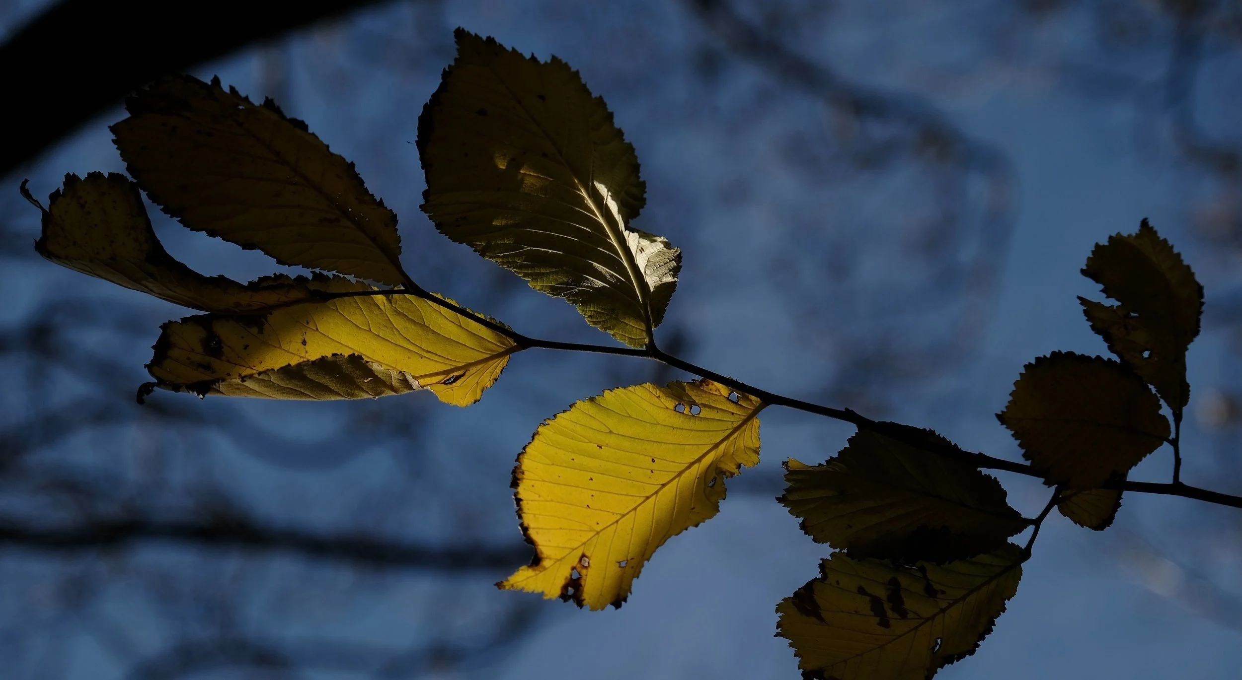 DSCF1735.jpg
