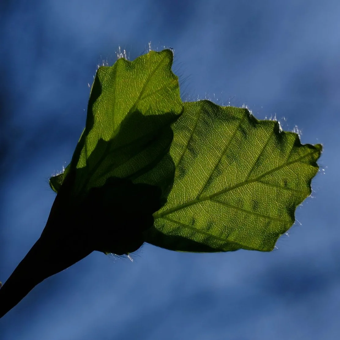 DSCF8048.jpg