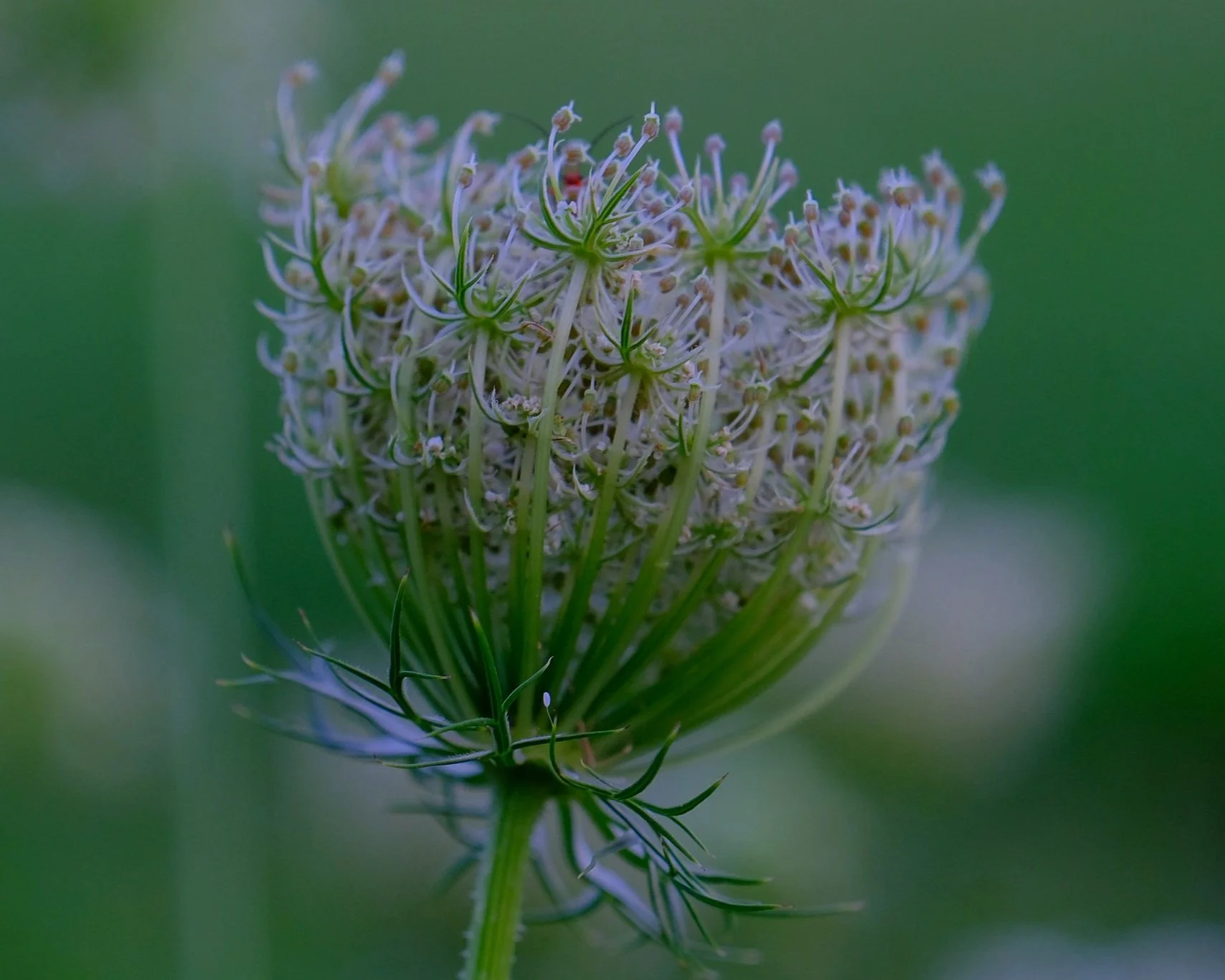 DSCF8879.jpg
