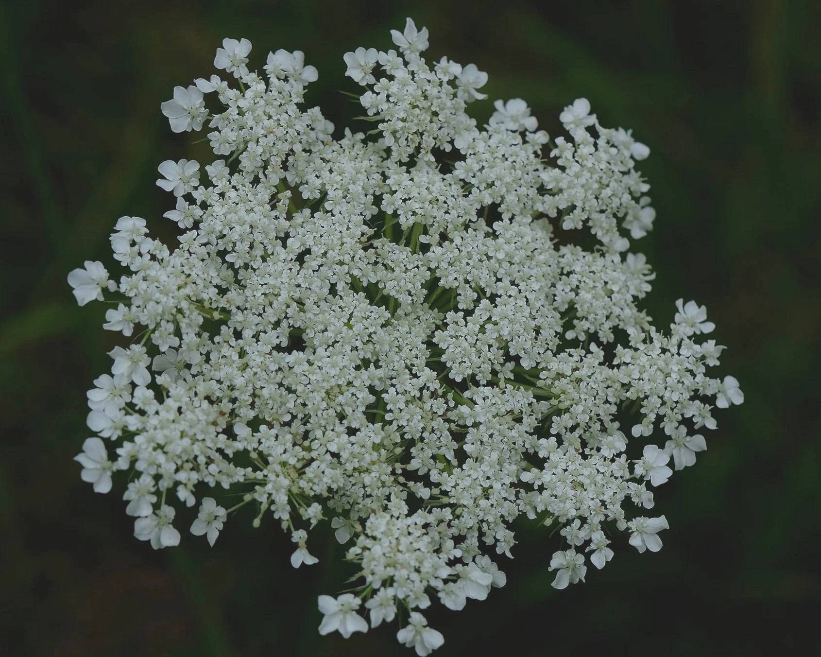 DSCF8965.jpg