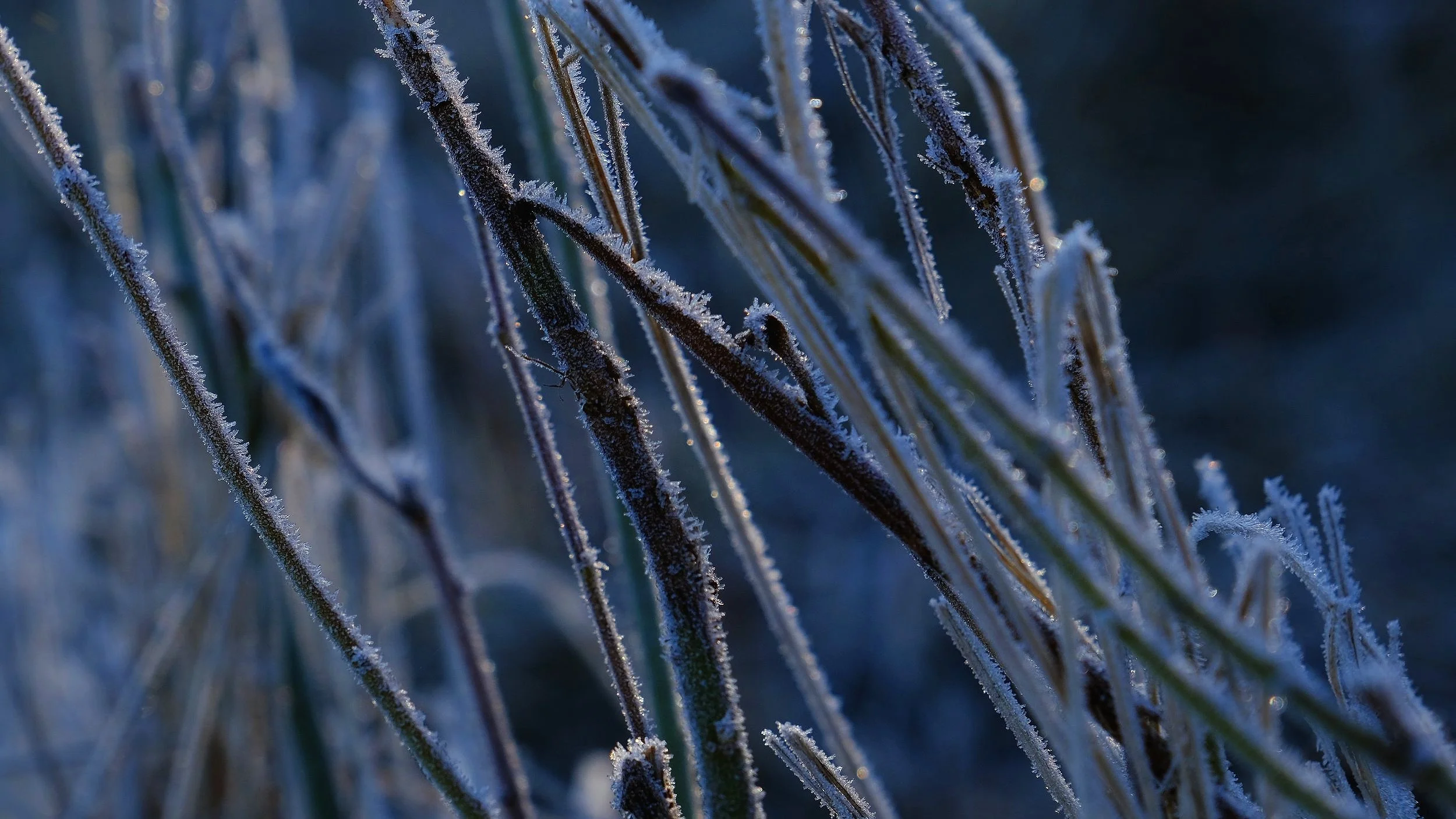 DSCF7689.jpg