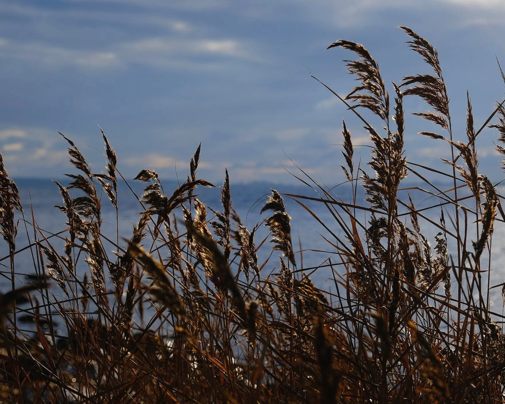 DSCF6784.jpg