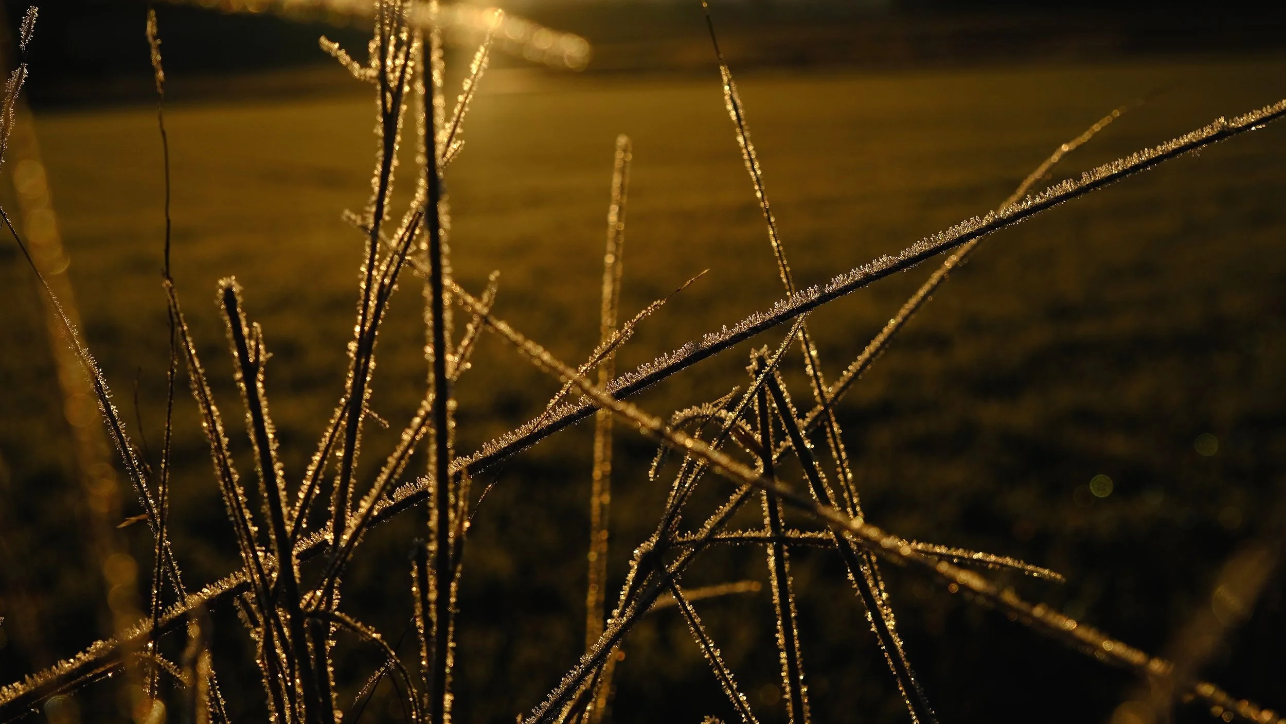 DSCF7083.jpg