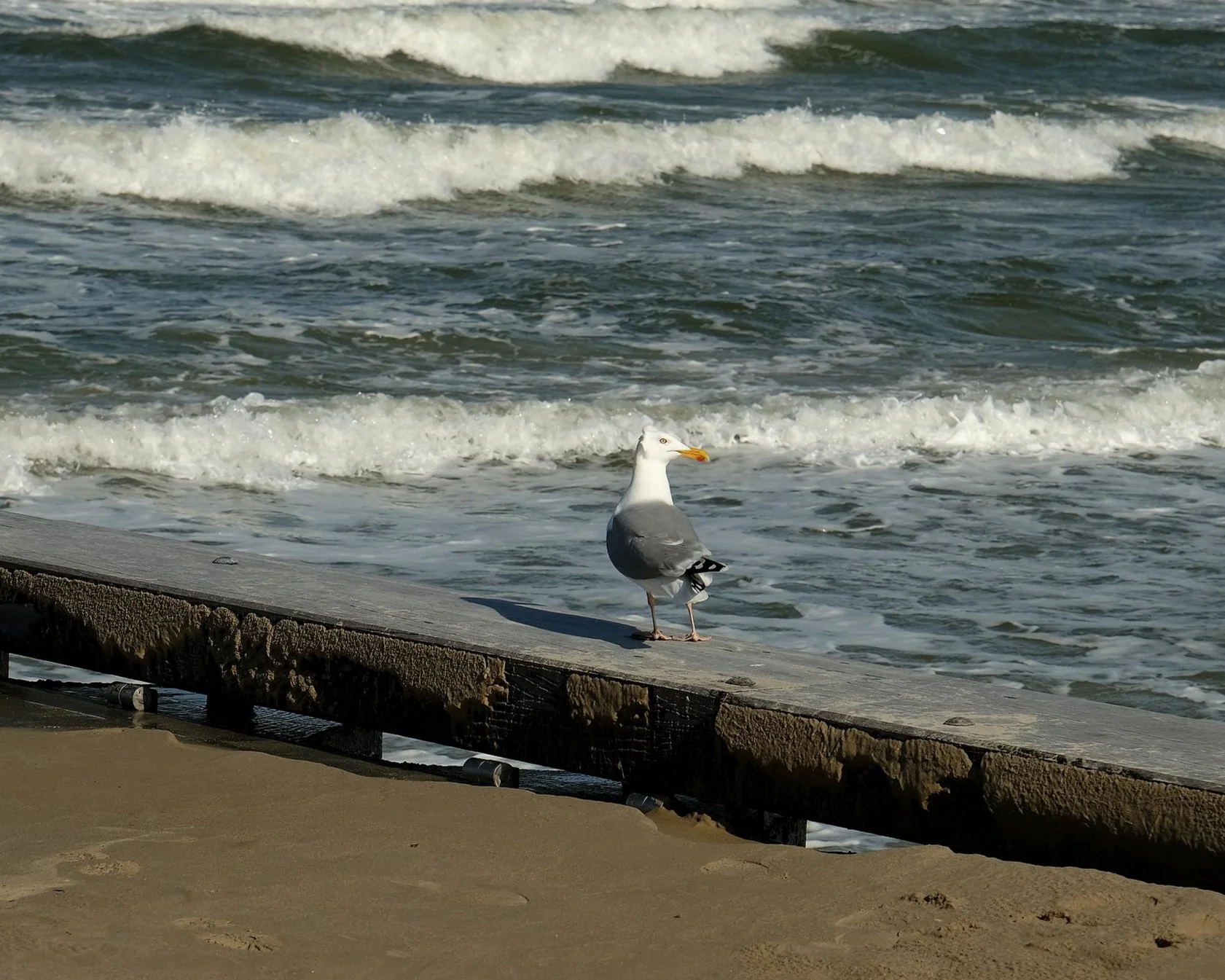 DSCF3248.jpg
