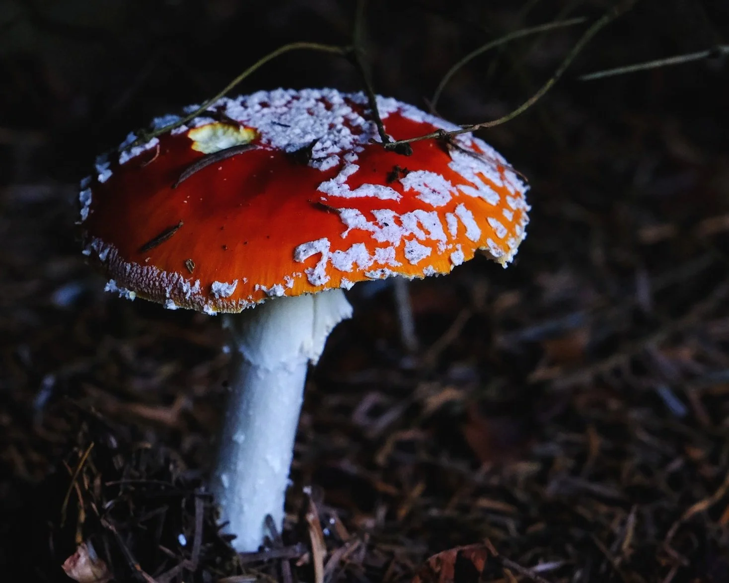 DSCF6353.jpg