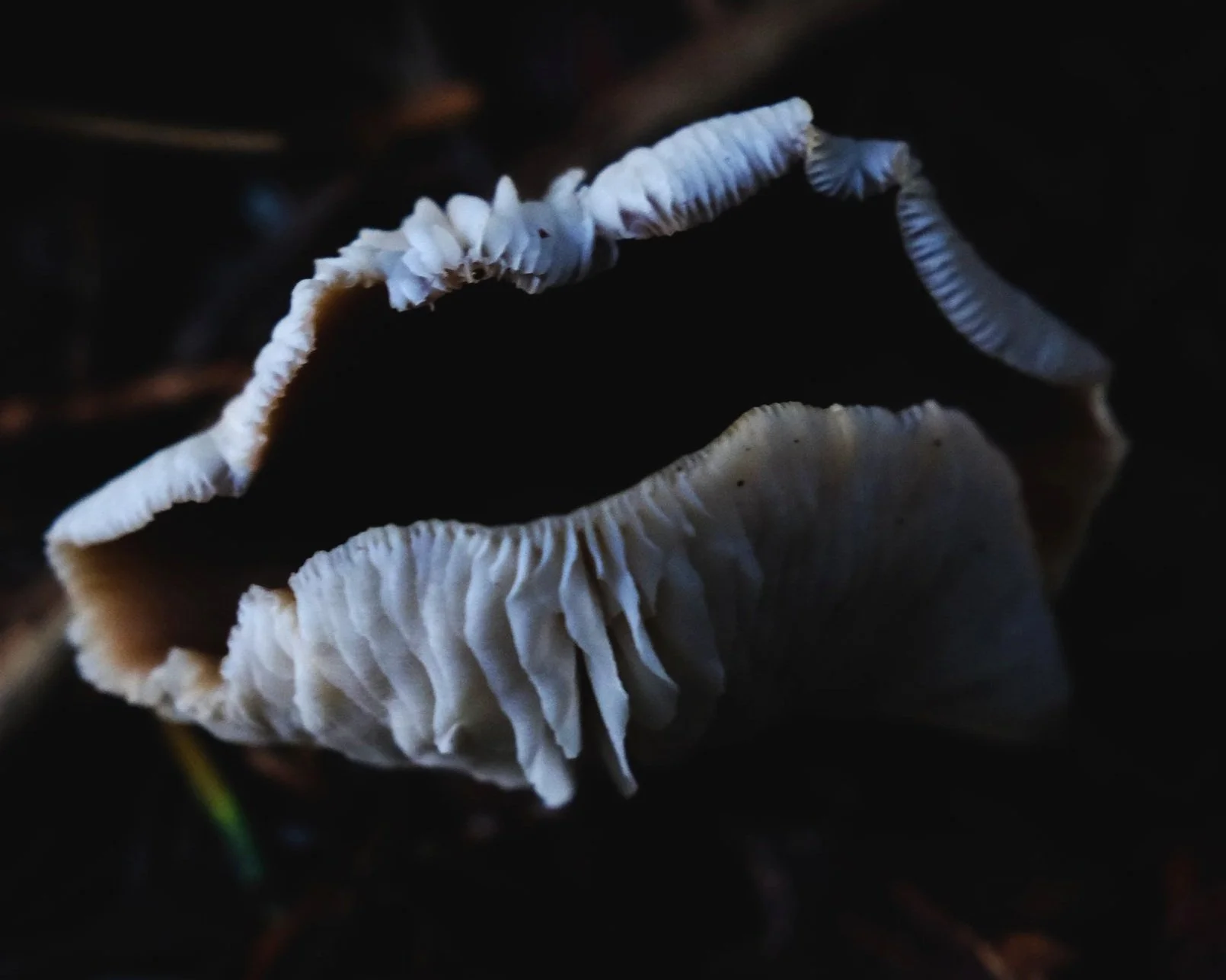 DSCF6364.jpg