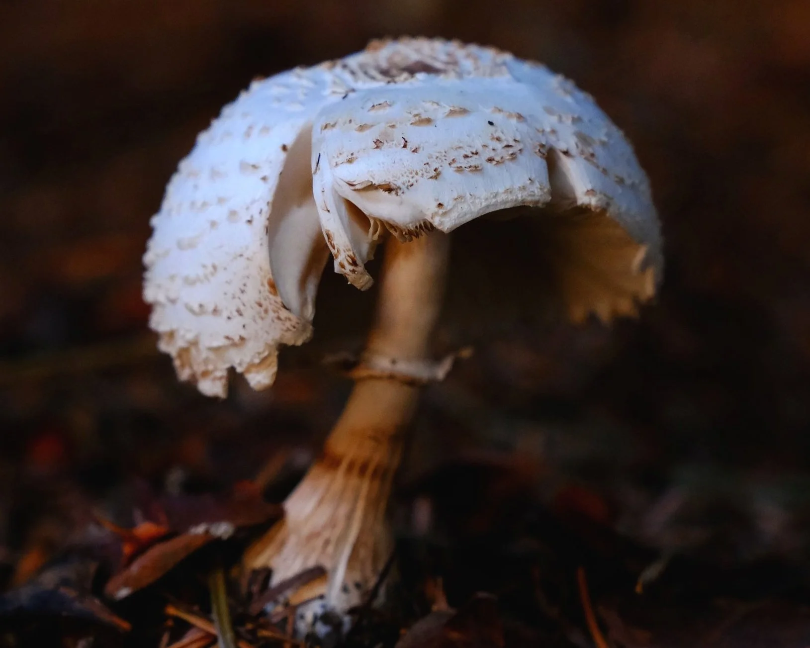 DSCF6373.jpg
