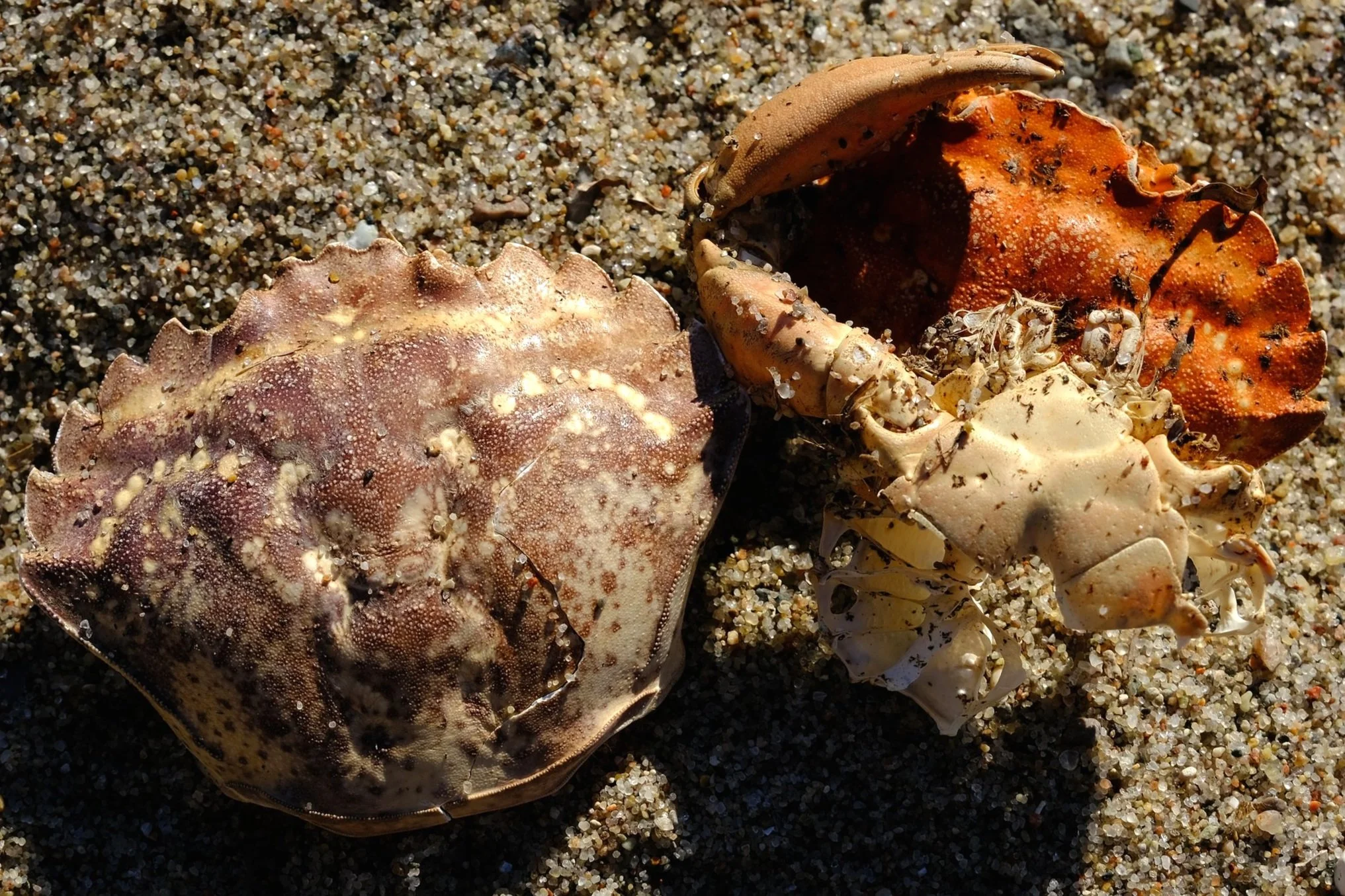 DSCF6537.jpg